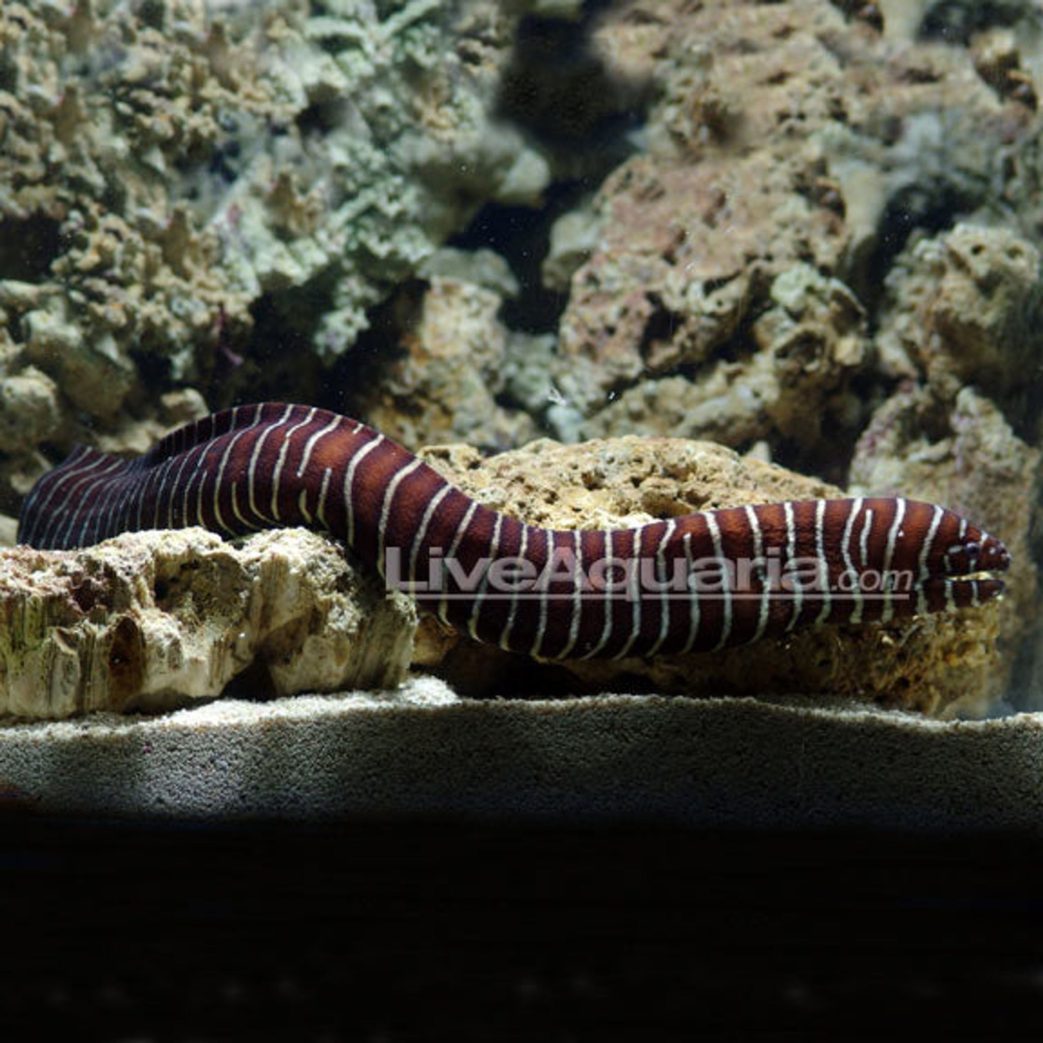 How to Feed Zebra Moray Eel: Foods, Frequency and Common Feeding Problems