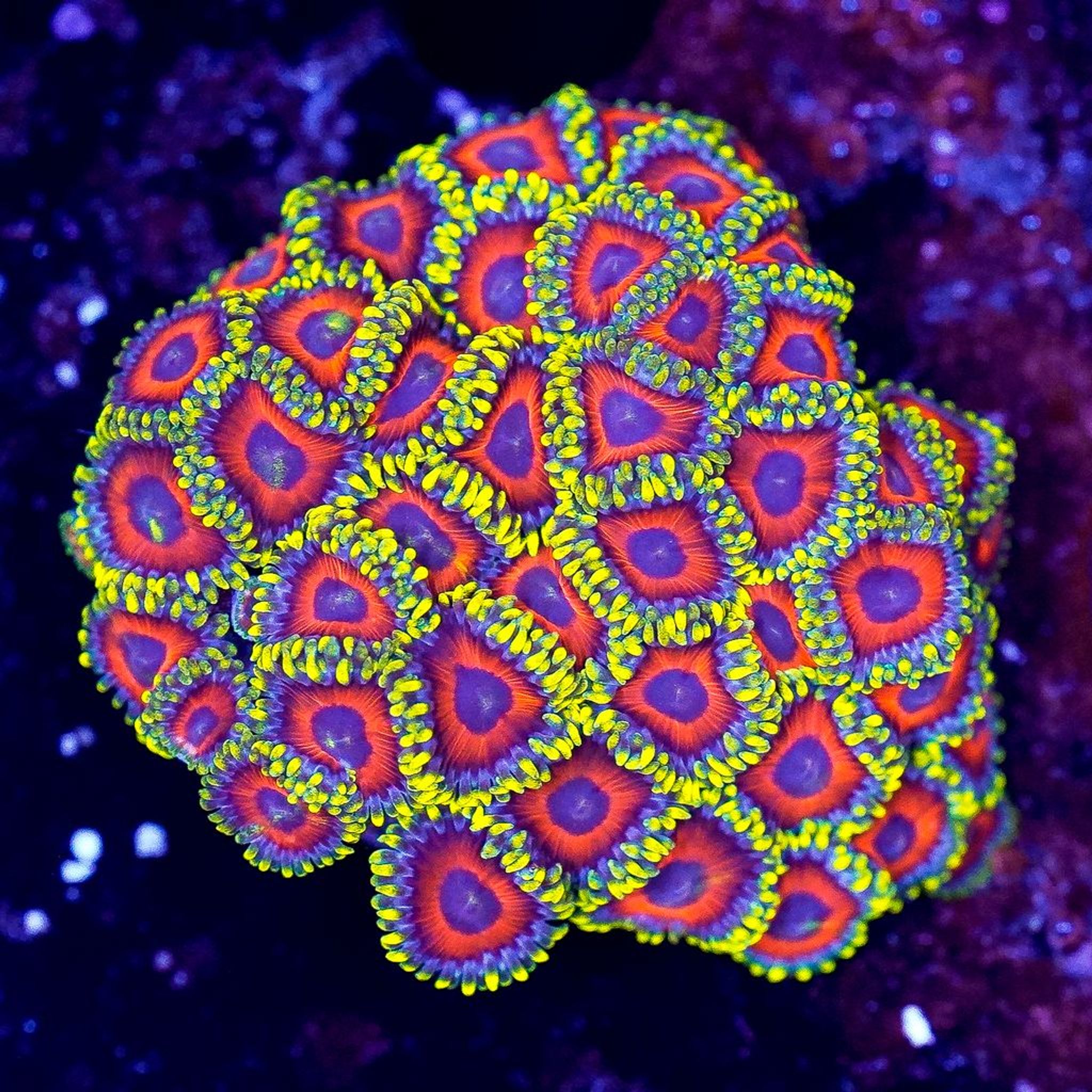 Common Zoanthids Problems: Tissue Loss, Fading, Pests and Recovery