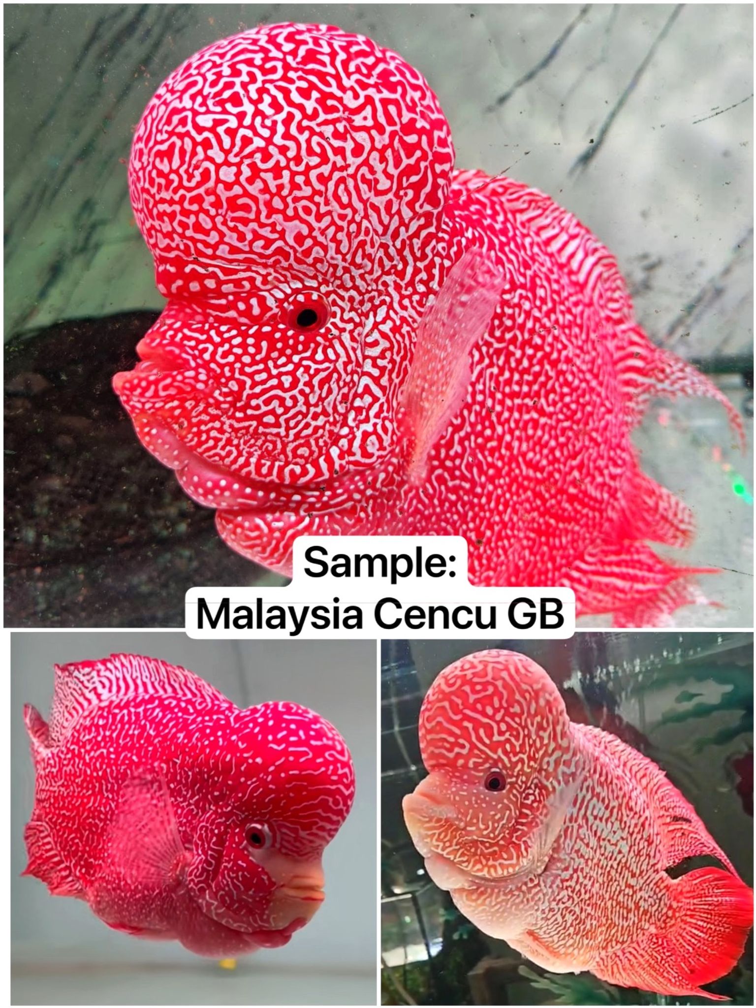 🇲🇾 Malaysia Cencu GB (No.02)