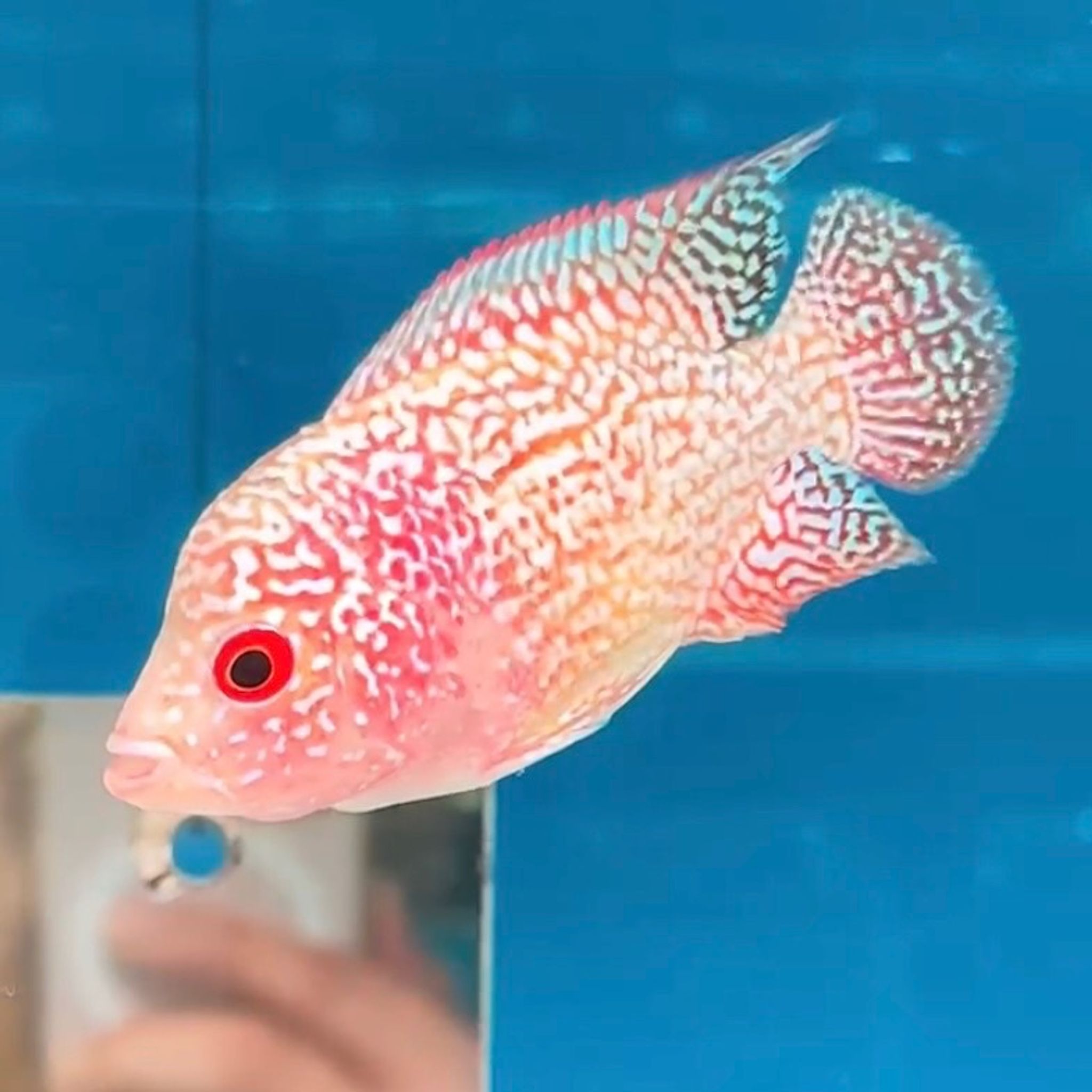 🇲🇾 Malaysia Cencu GB (No.08)