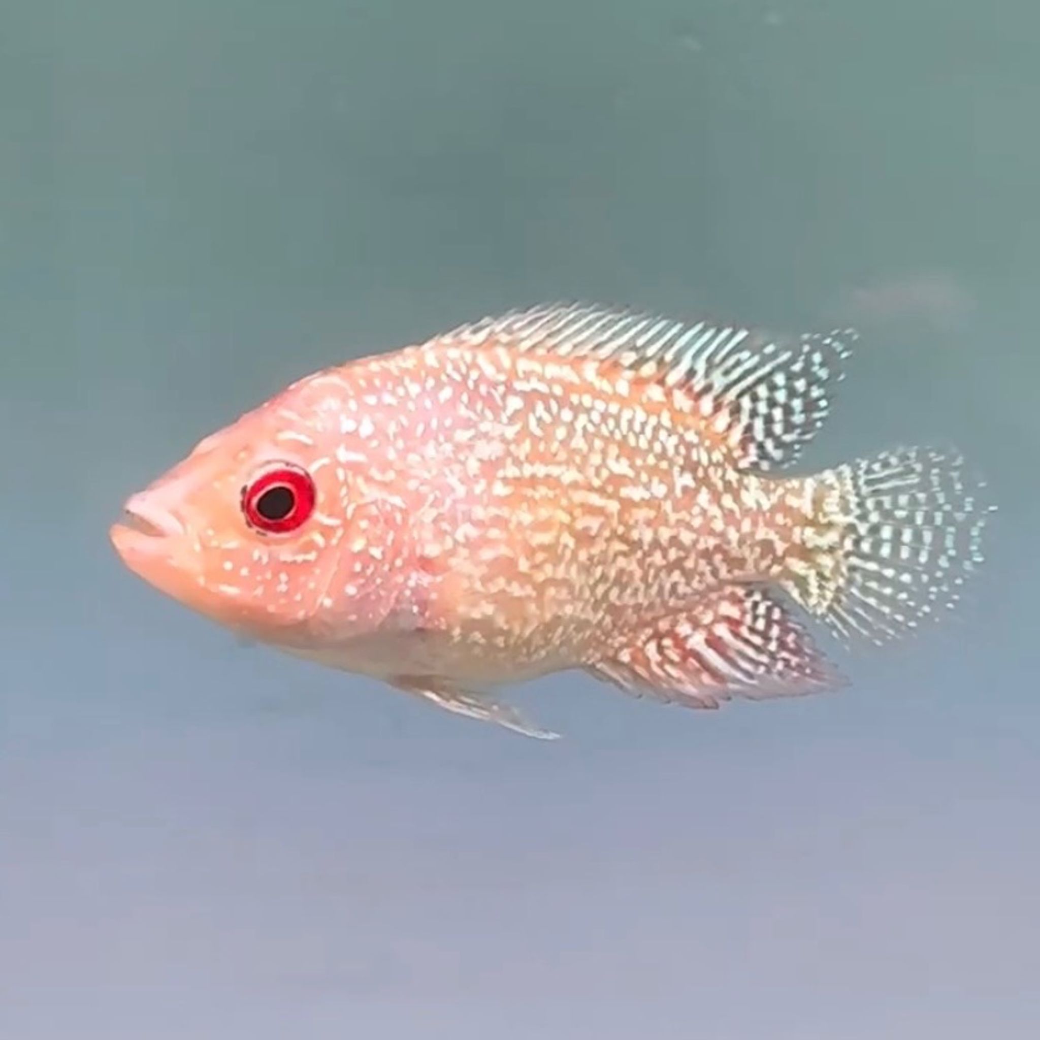 🇲🇾 Malaysia Cencu GB (No.25)