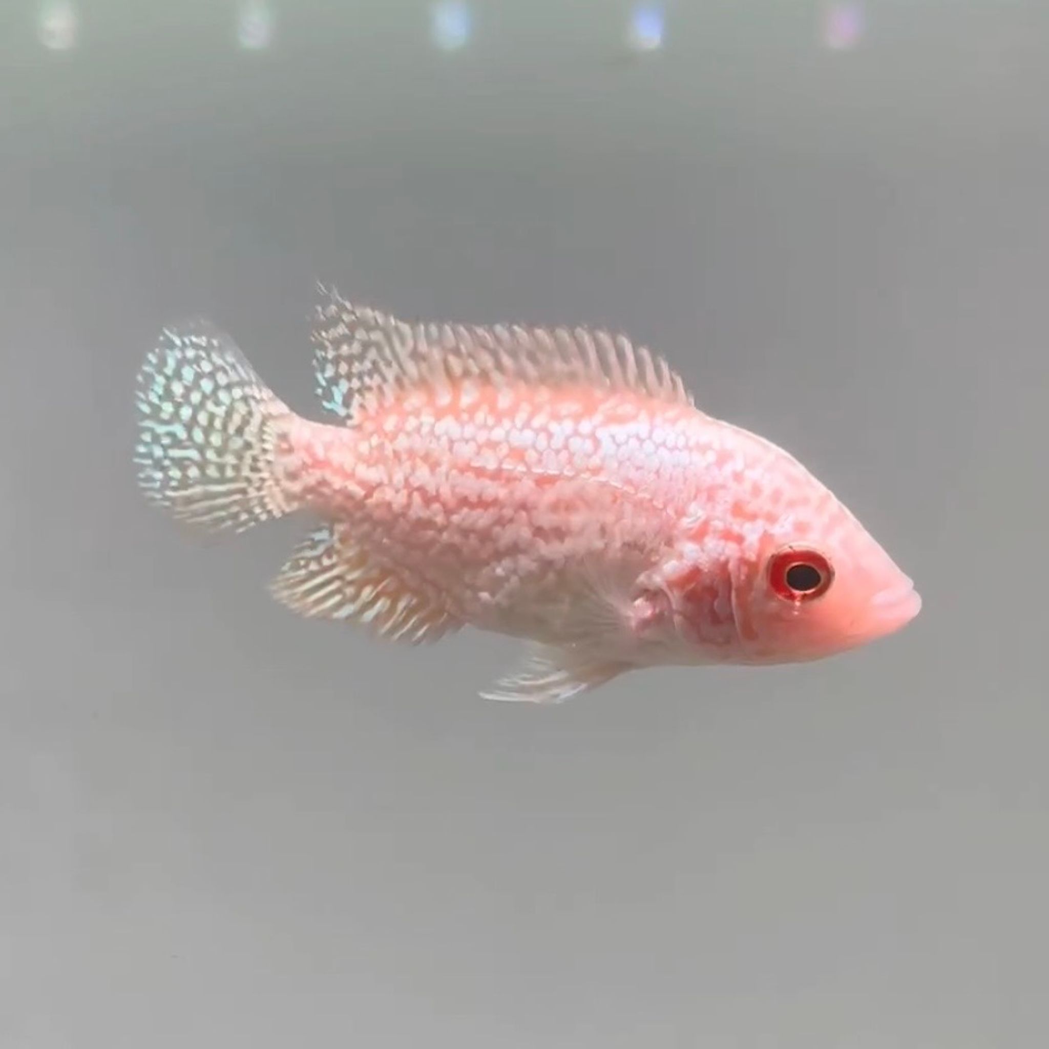 🇲🇾 Malaysia Cencu GB (No.34)