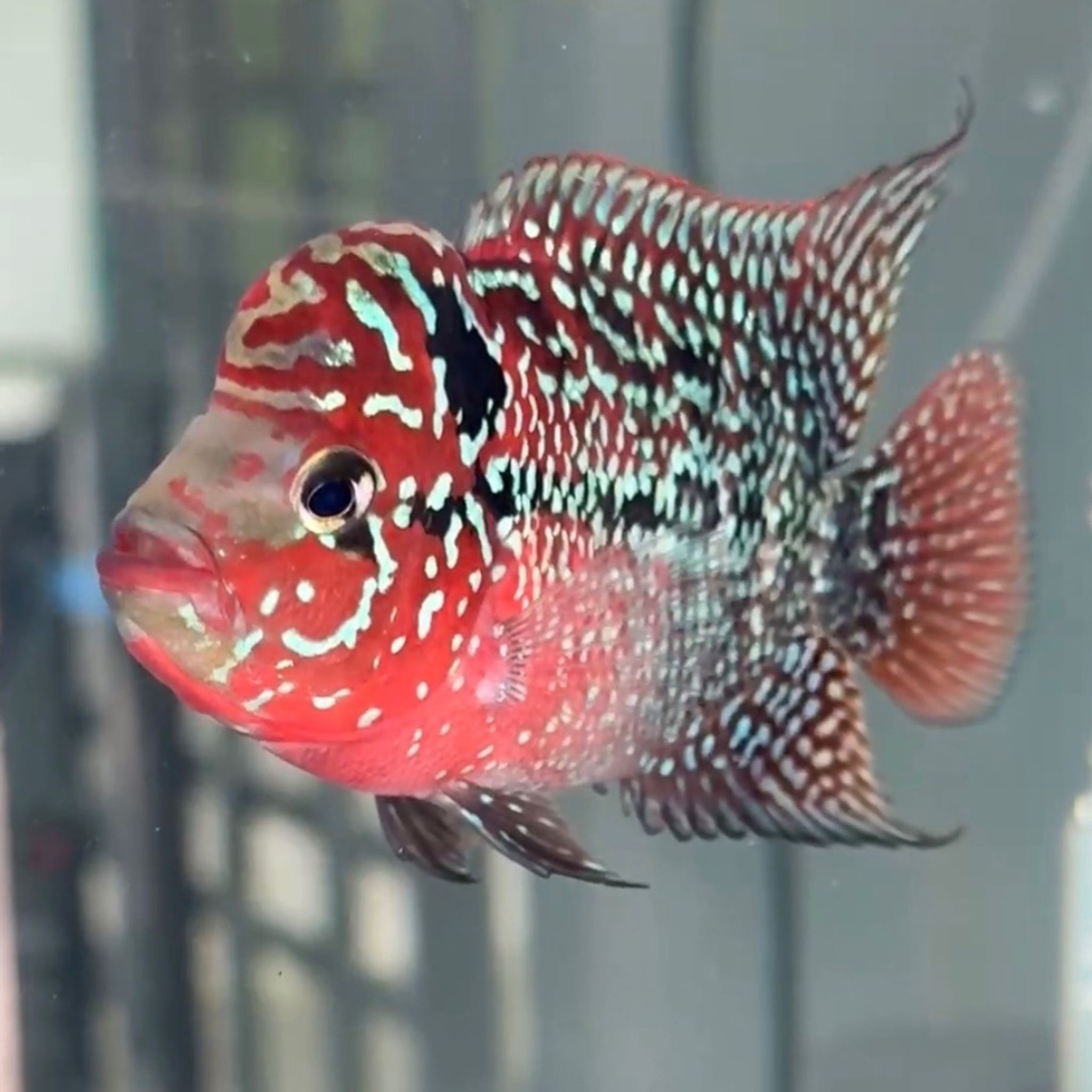 🇻🇳 Vietnam Red Kamfa (F.05)
