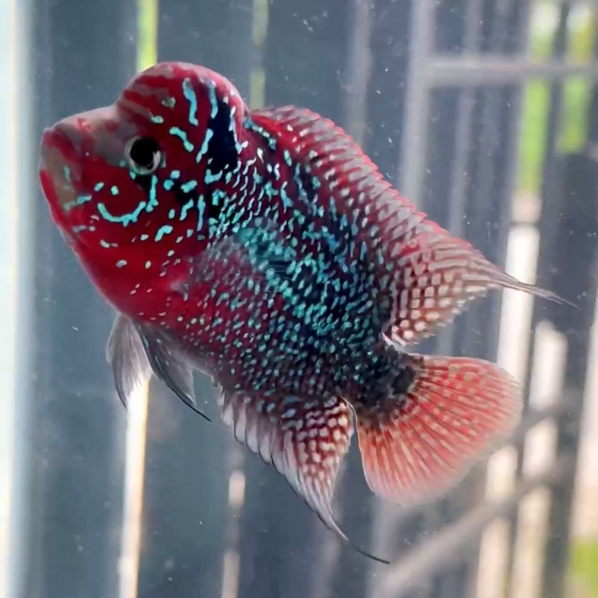 🇻🇳 Vietnam Red Kamfa (F.05)