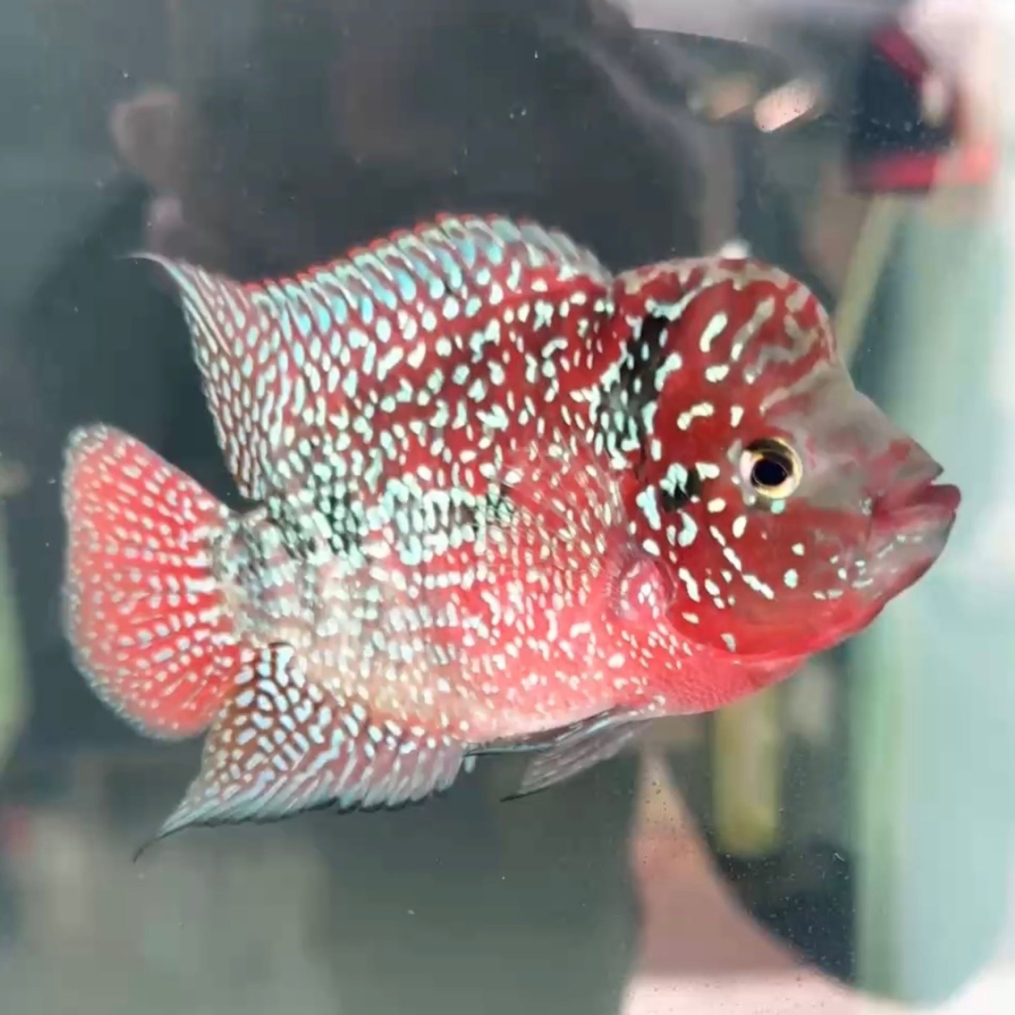 🇻🇳 Vietnam Red Kamfa (F.07)