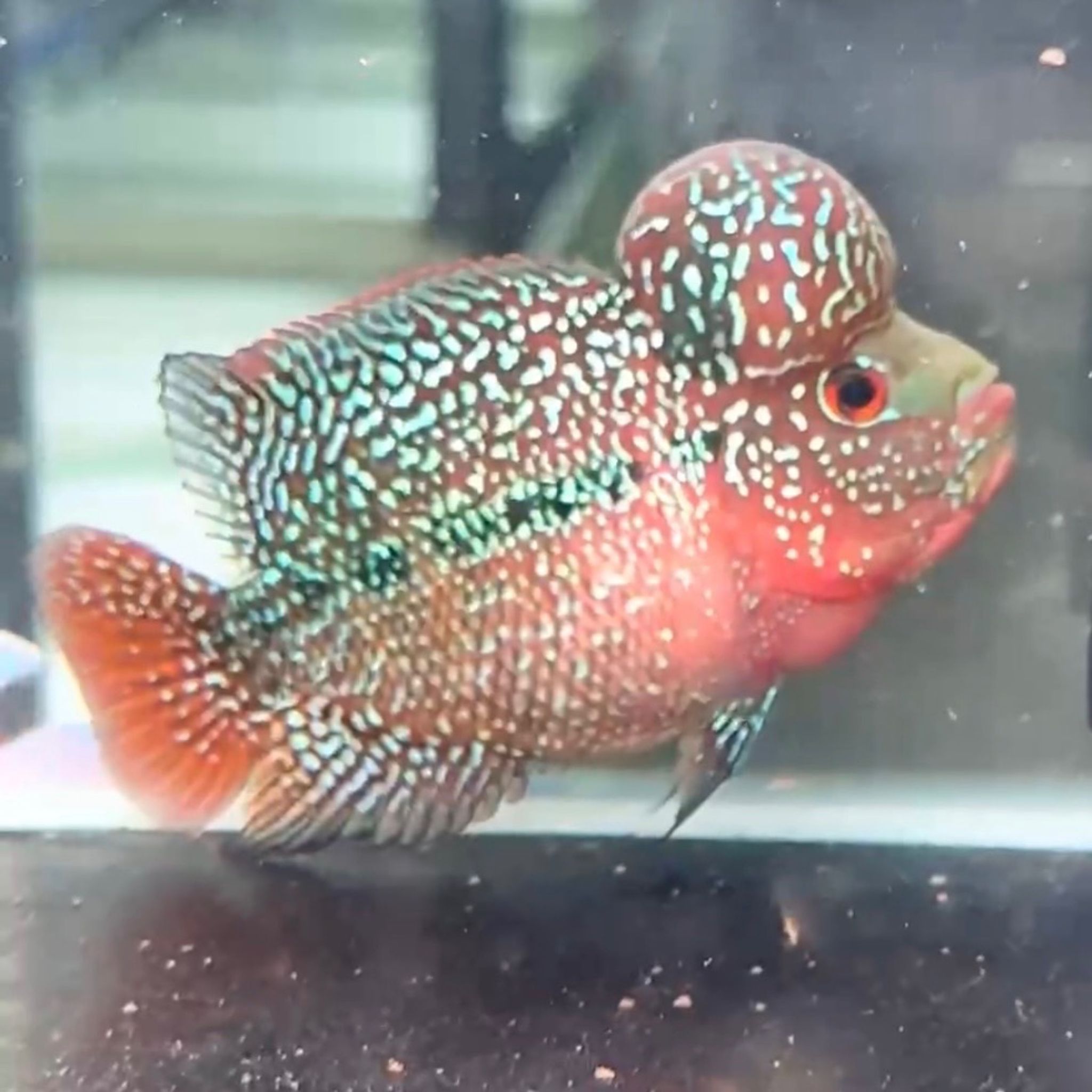🇻🇳 Vietnam Red Kamfa (F.08)