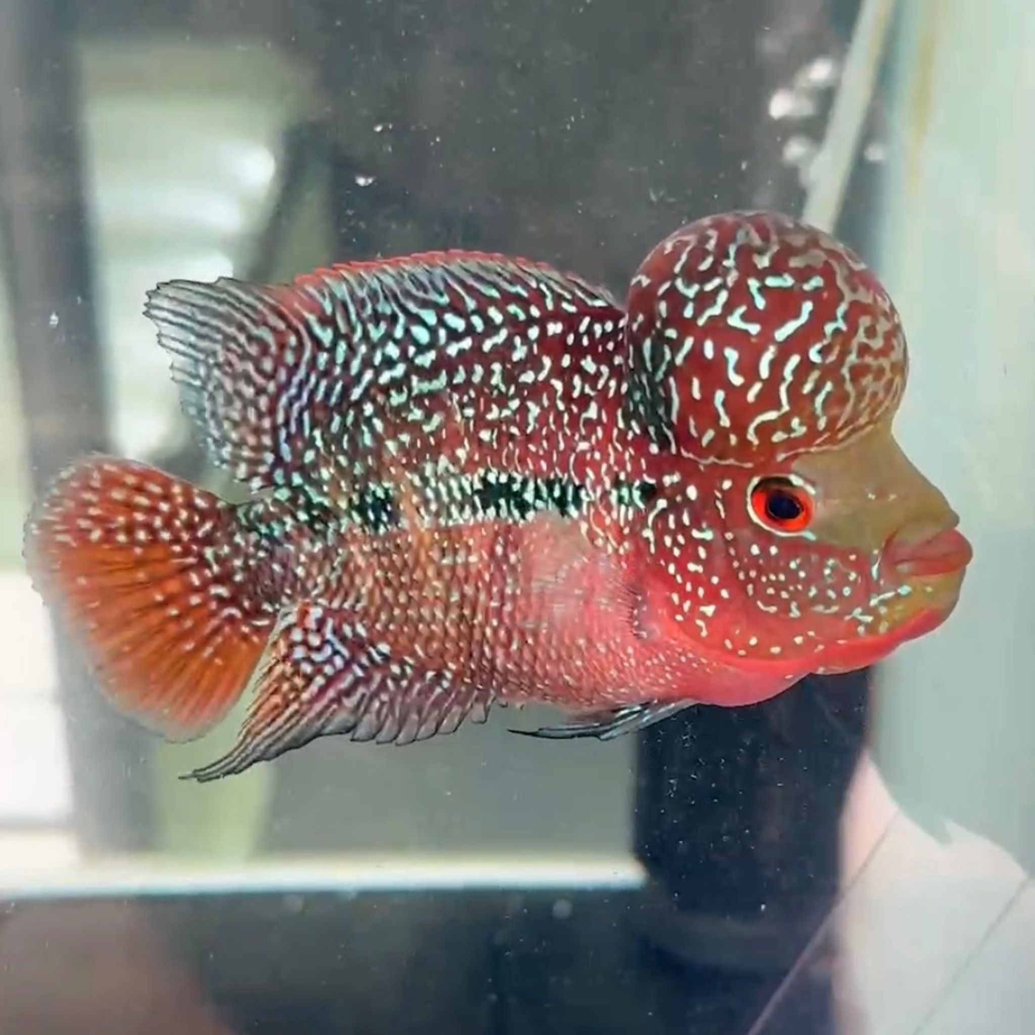 🇻🇳 Vietnam Red Kamfa (F.08)