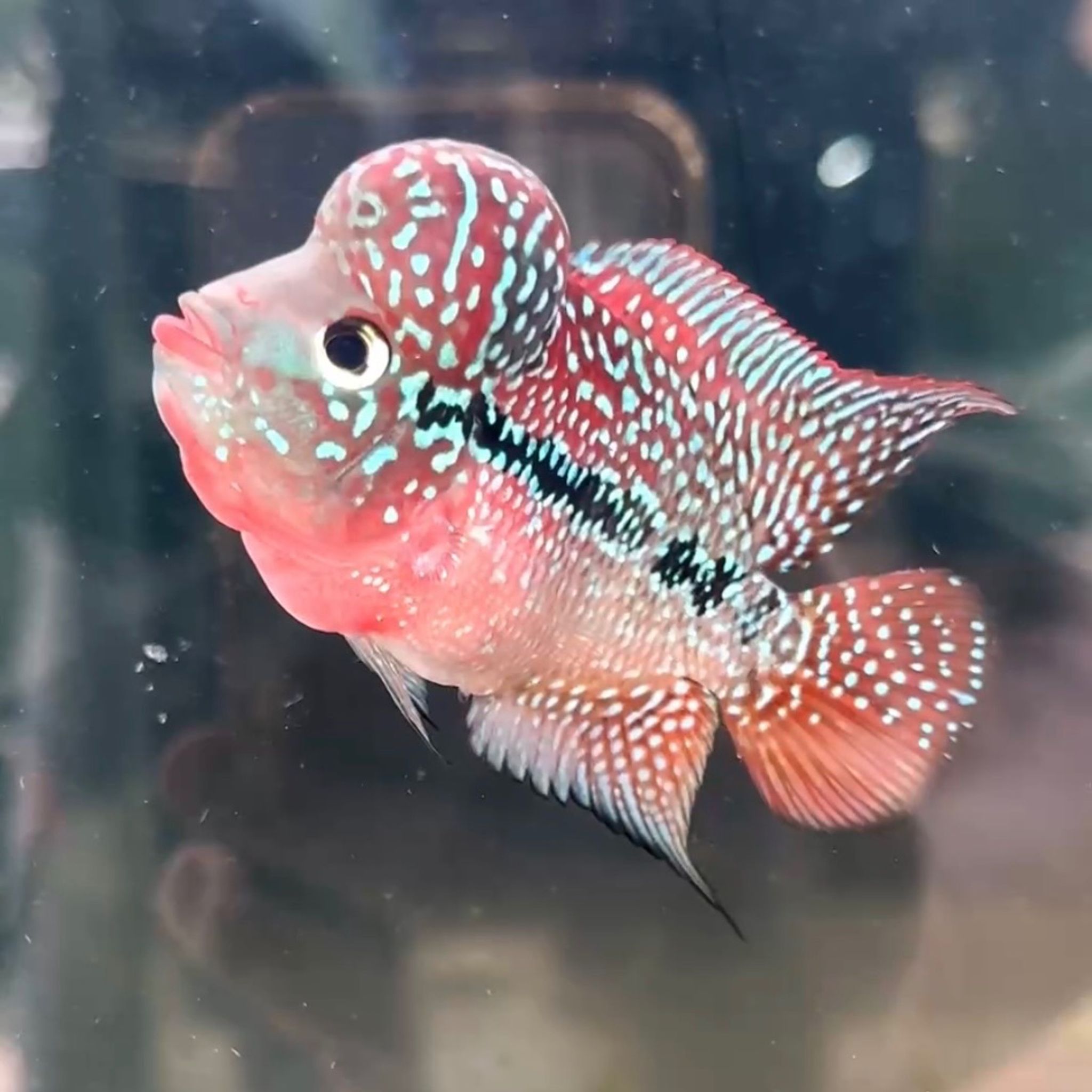 🇻🇳 Vietnam Red Kamfa (F.11)