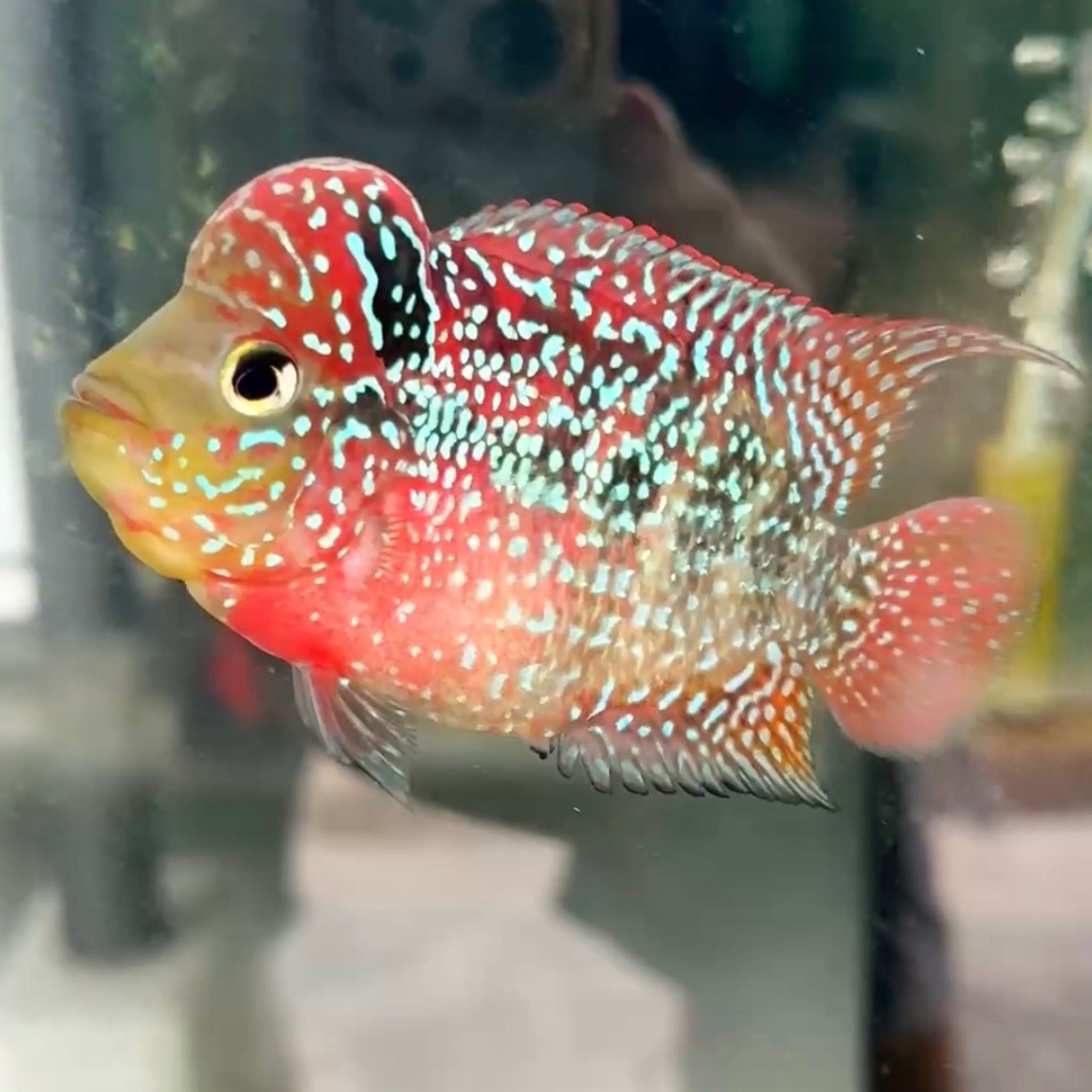 🇻🇳 Vietnam Red Kamfa (F.12)