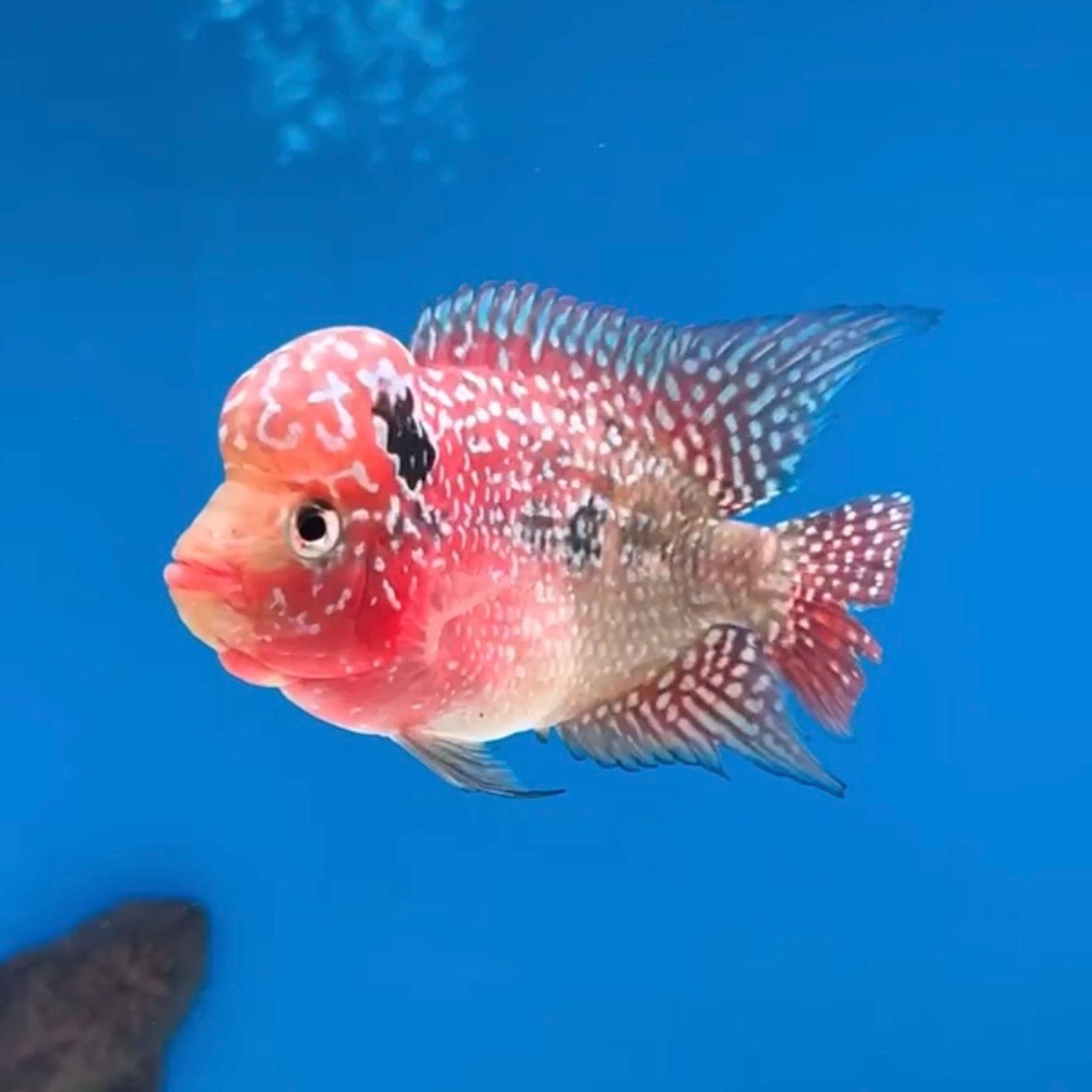 🇻🇳 Vietnam Red Kamfa (No.10)