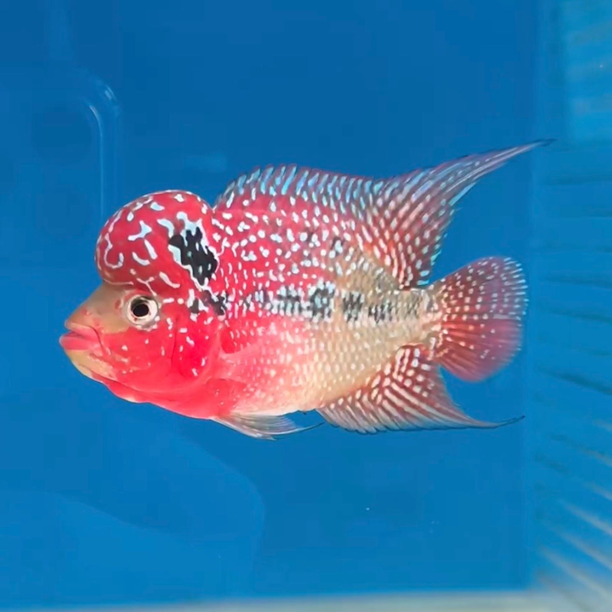 🇻🇳 Vietnam Red Kamfa (No.10)