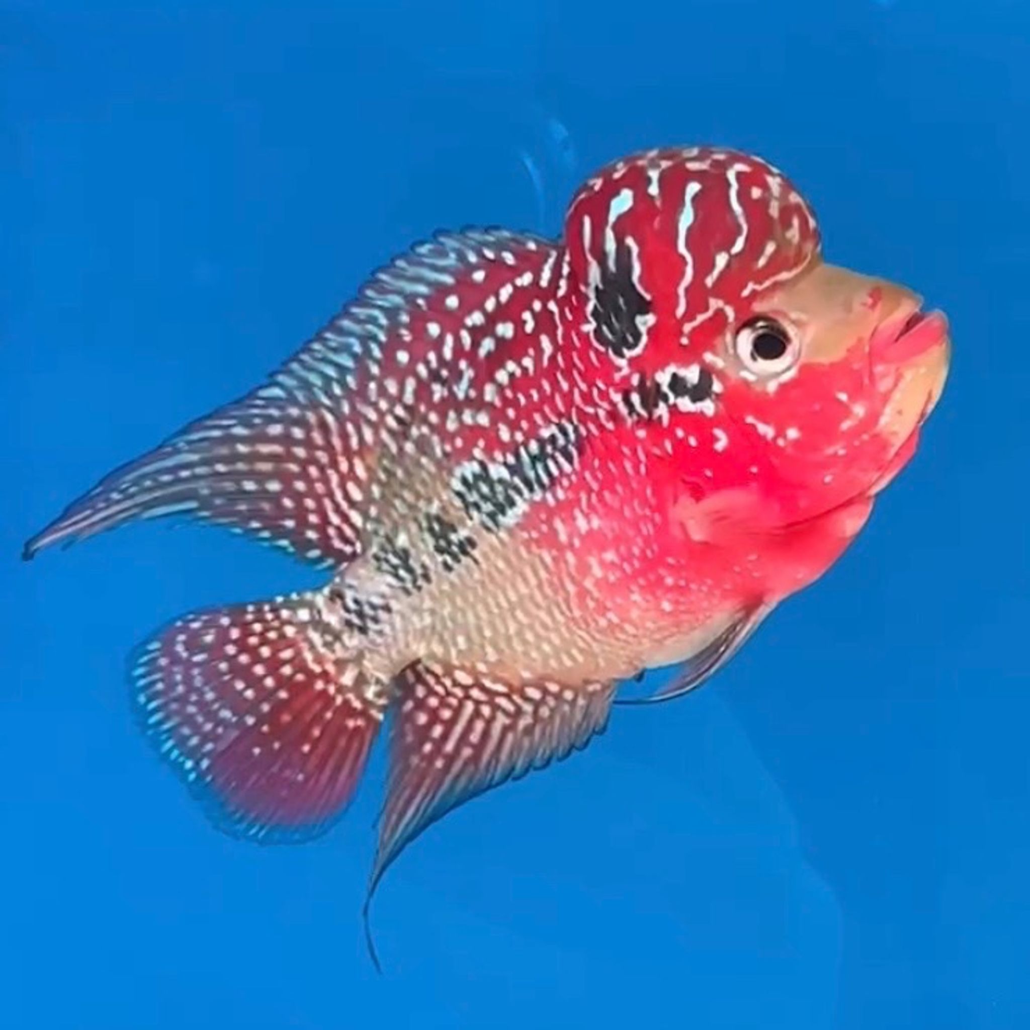 🇻🇳 Vietnam Red Kamfa (No.10)