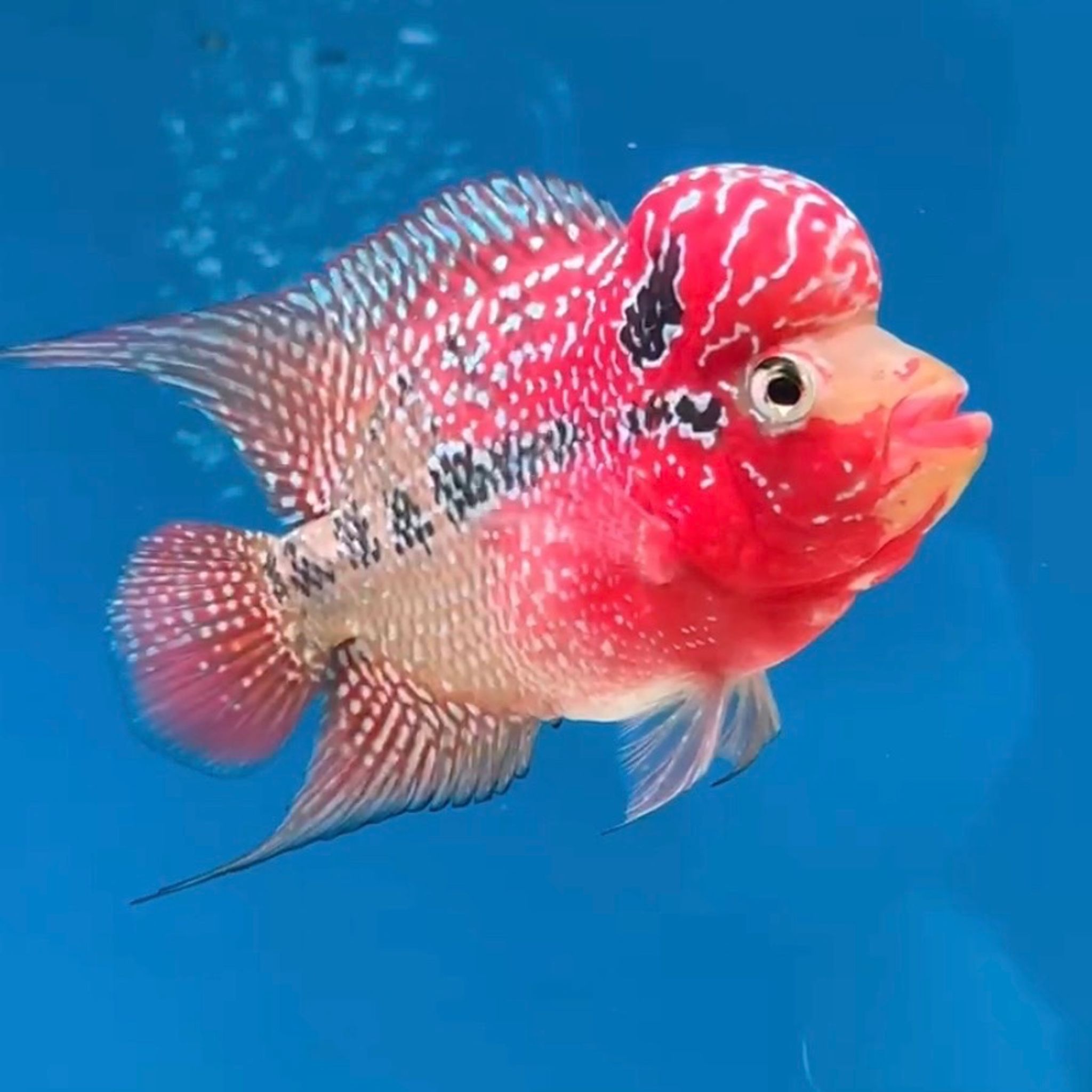 🇻🇳 Vietnam Red Kamfa (No.10)