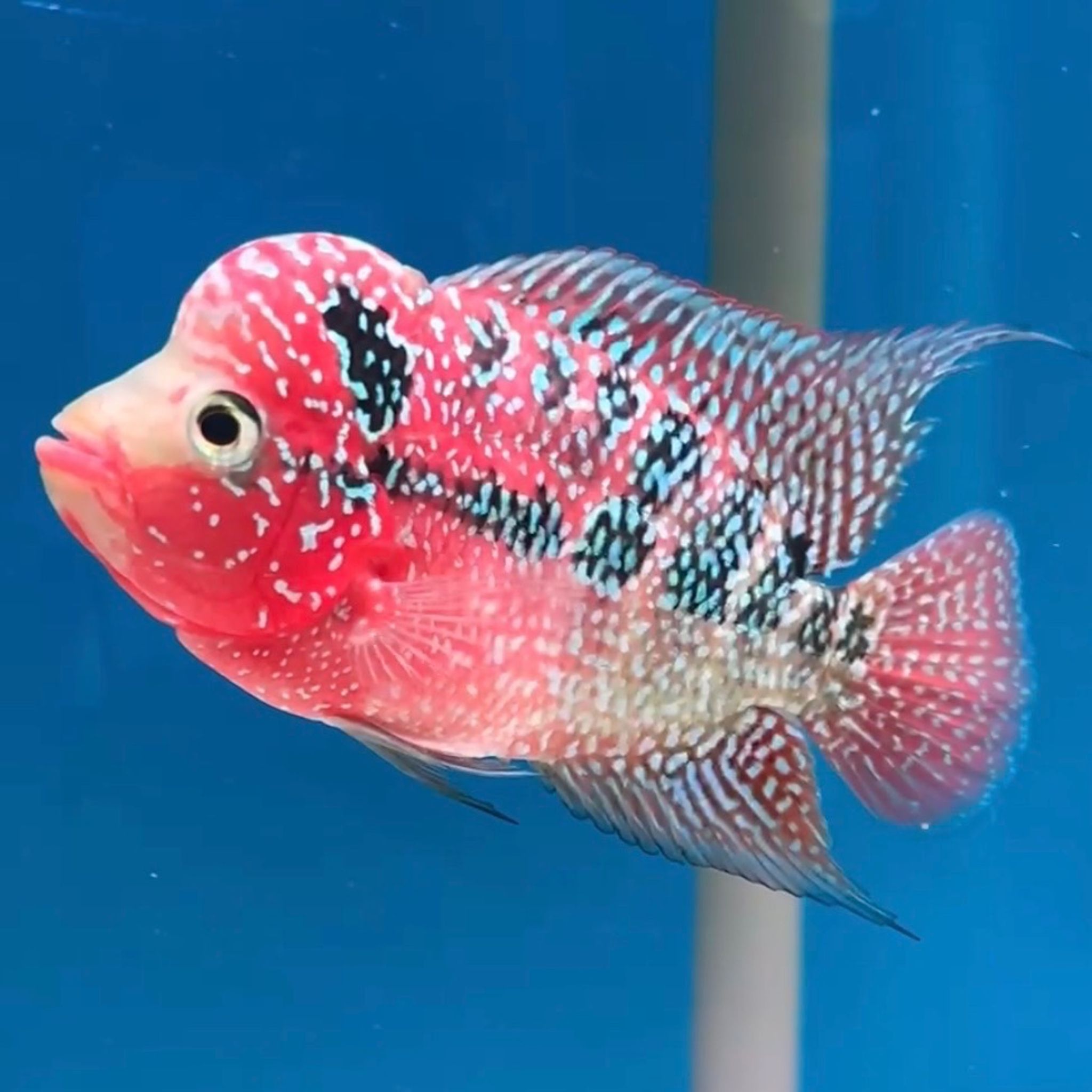 🇻🇳 Vietnam Red Kamfa (No.11)