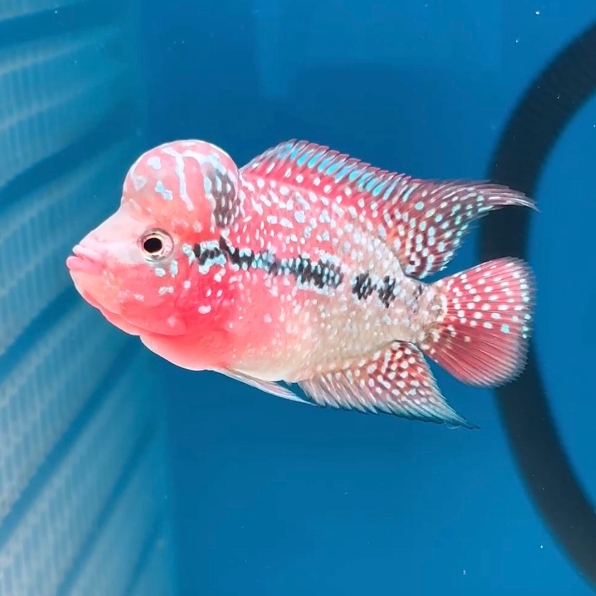 🇻🇳 Vietnam Red Kamfa (No.12)