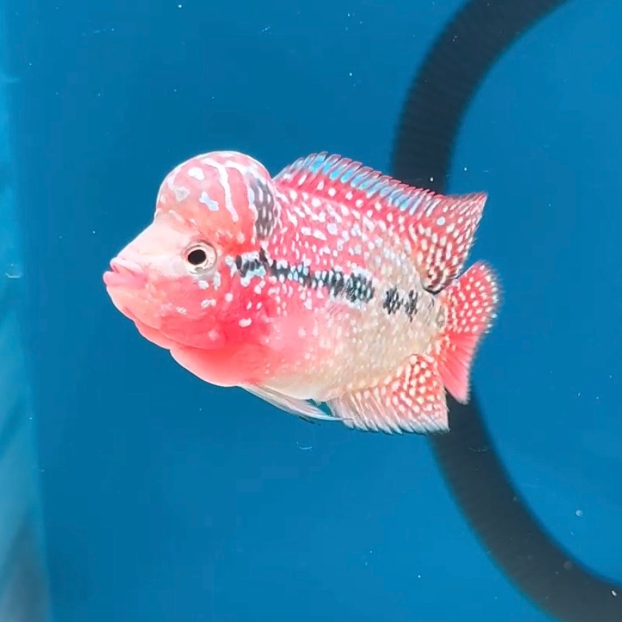 🇻🇳 Vietnam Red Kamfa (No.12)