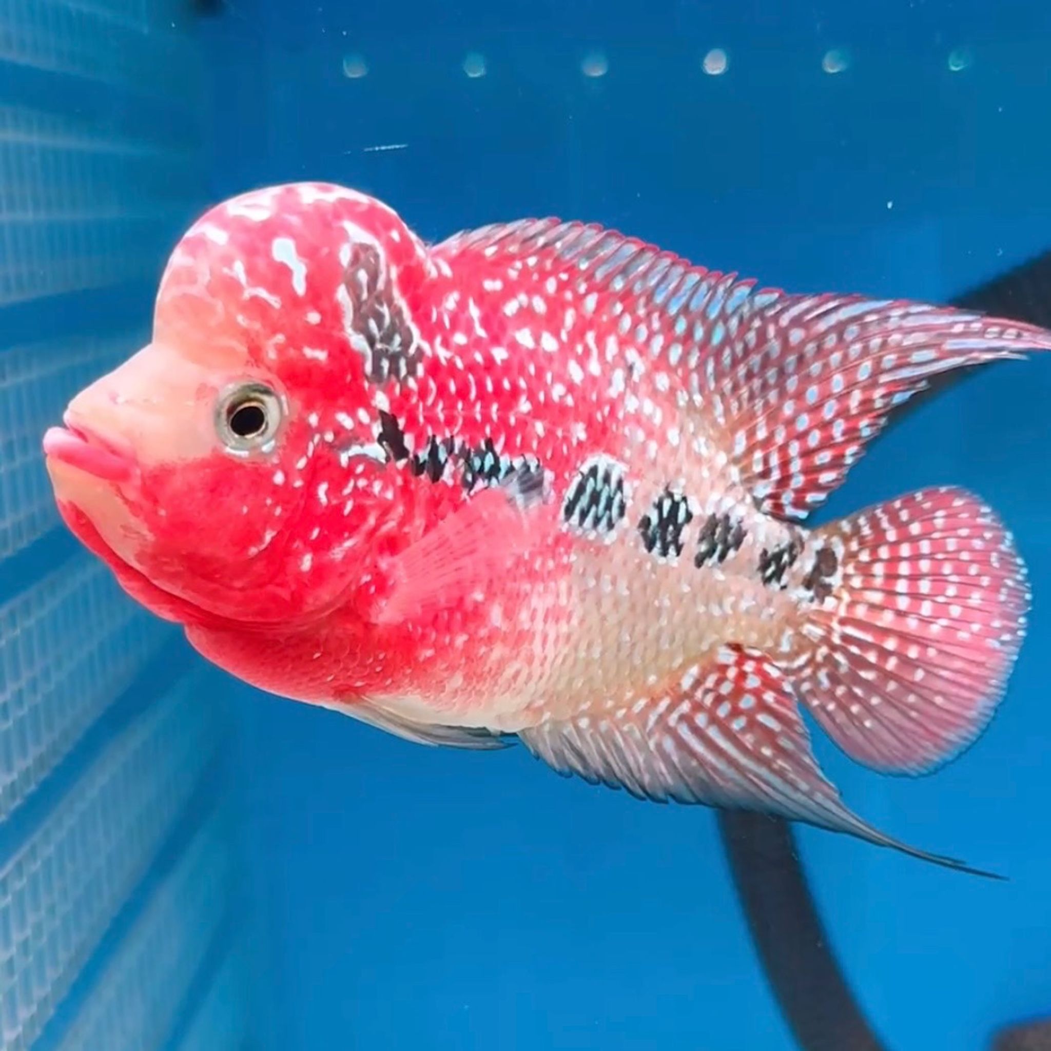 🇻🇳 Vietnam Red Kamfa (No.12)