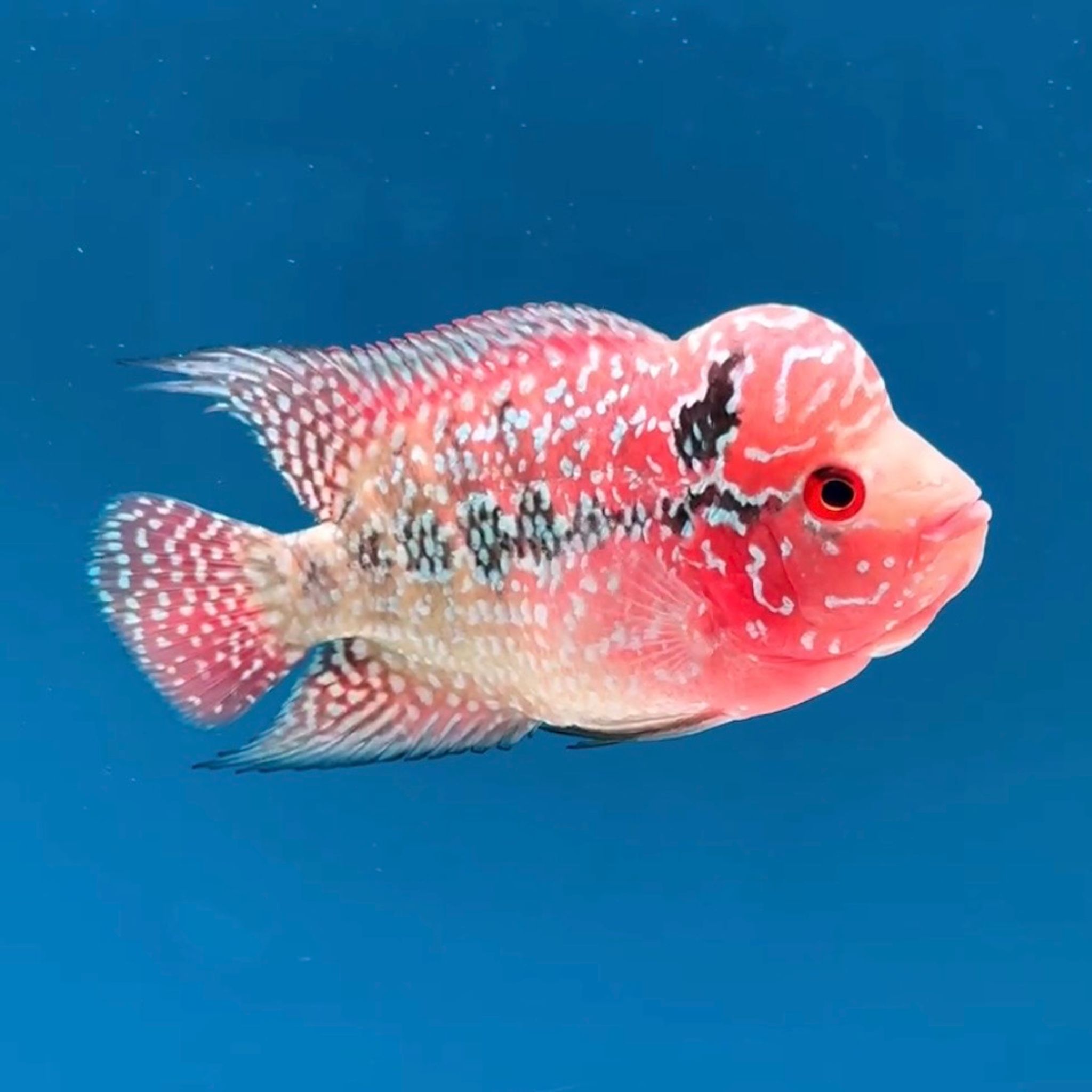 🇻🇳 Vietnam Red Kamfa (No.13)