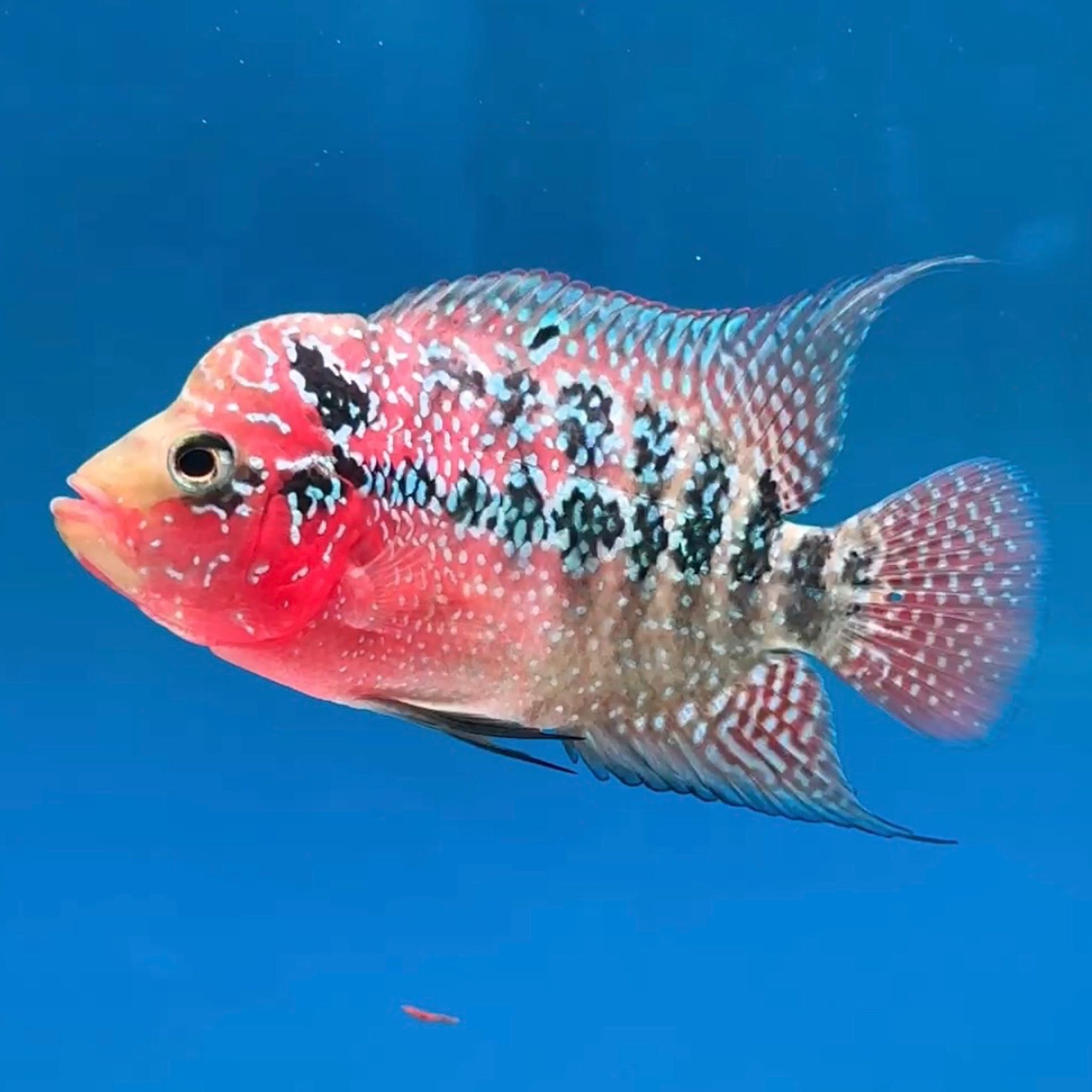 🇻🇳 Vietnam Red Kamfa (No.13)