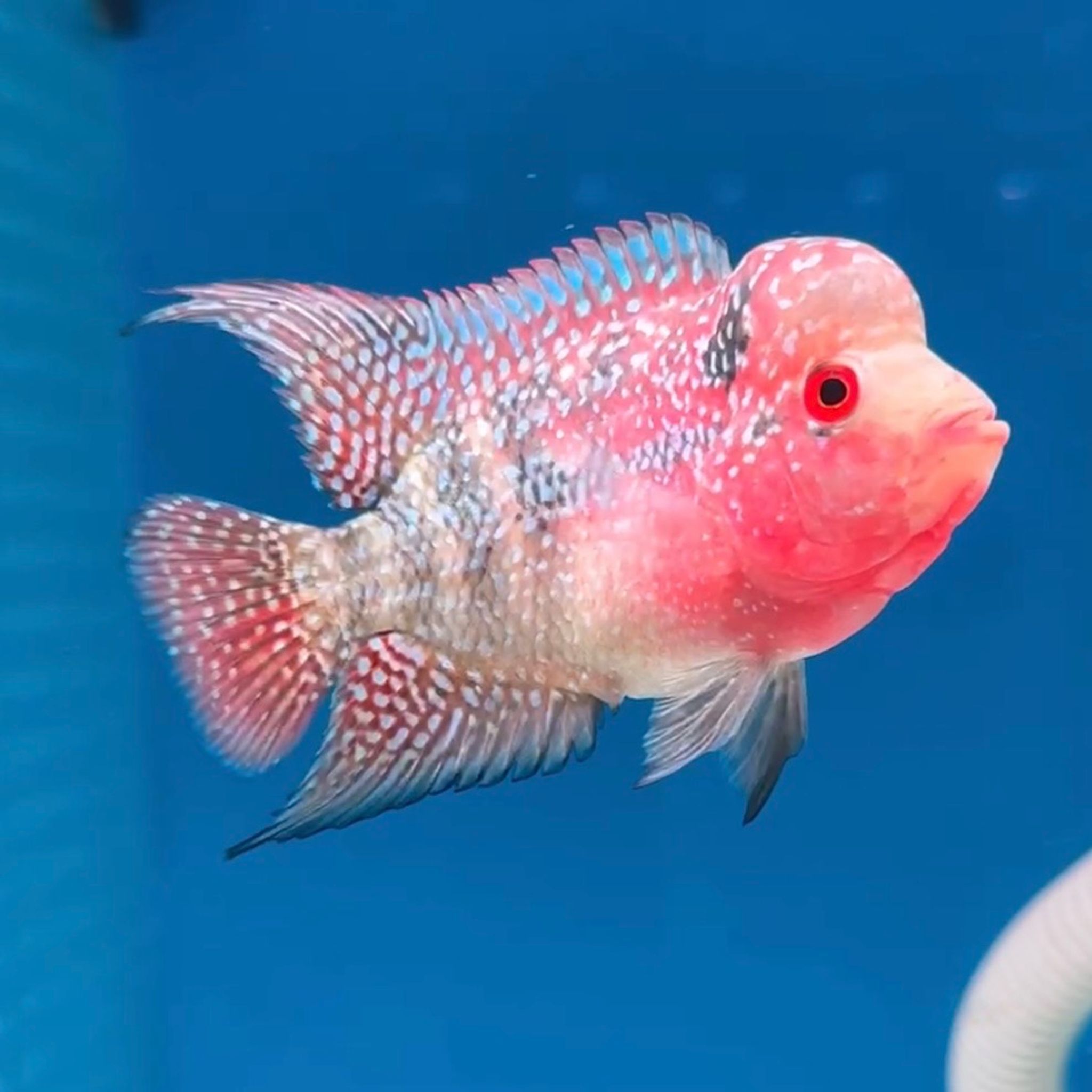 🇻🇳 Vietnam Red Kamfa (No.15)