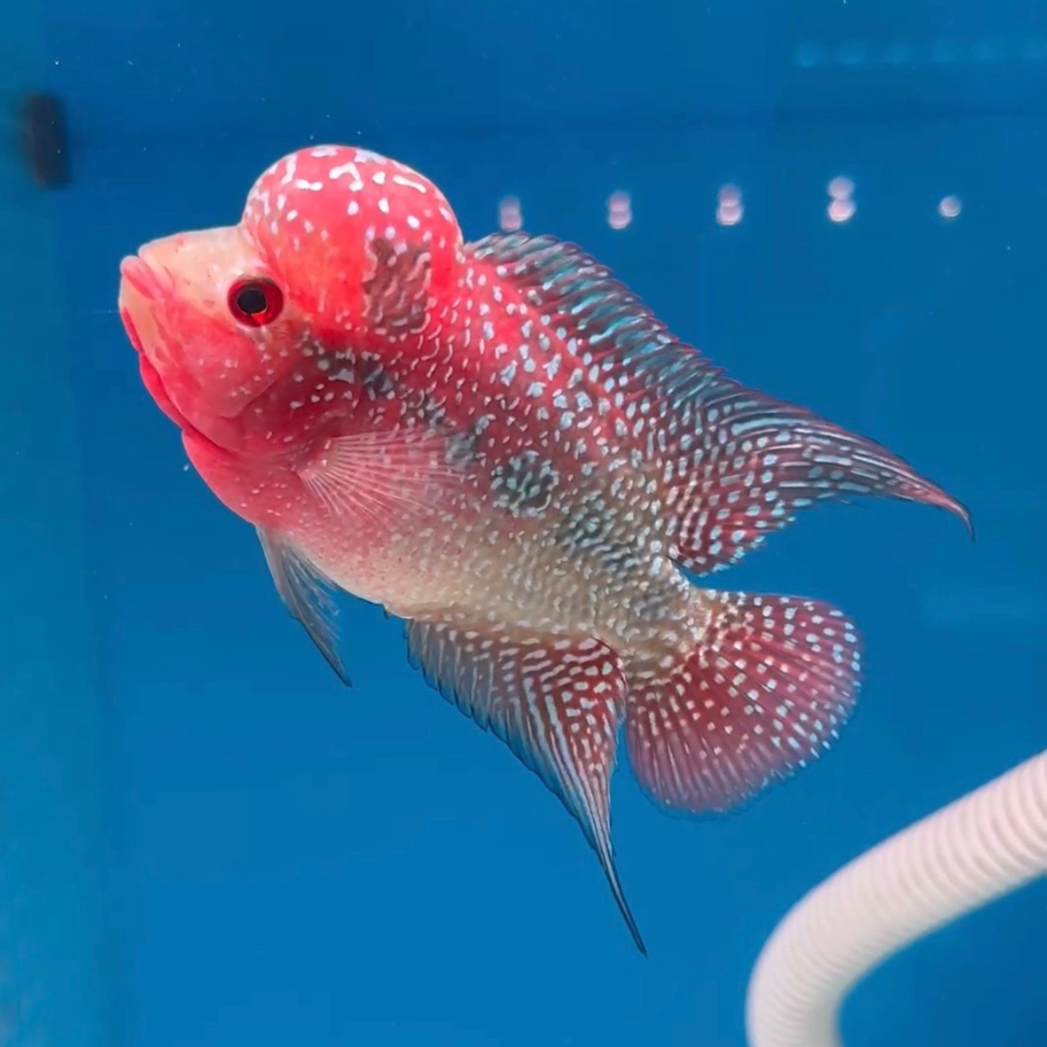 🇻🇳 Vietnam Red Kamfa (No.15)