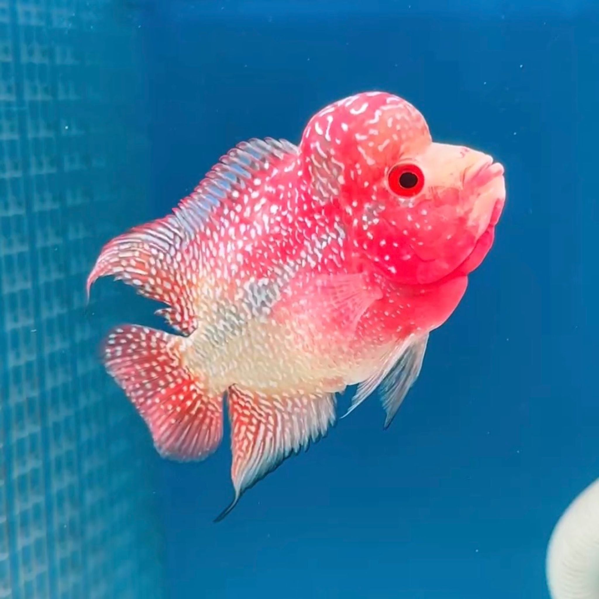 🇻🇳 Vietnam Red Kamfa (No.15)
