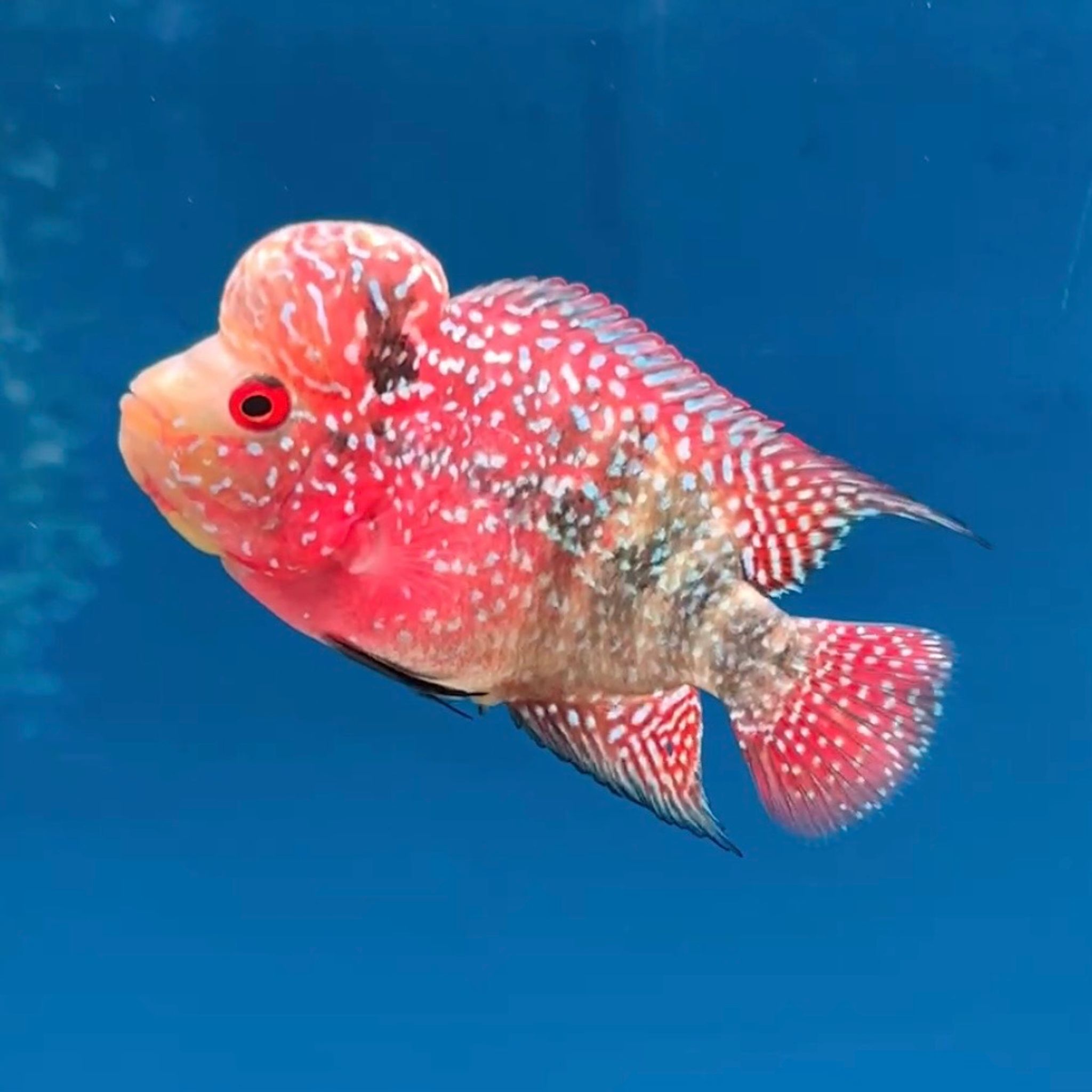 🇻🇳 Vietnam Red Kamfa (No.16)
