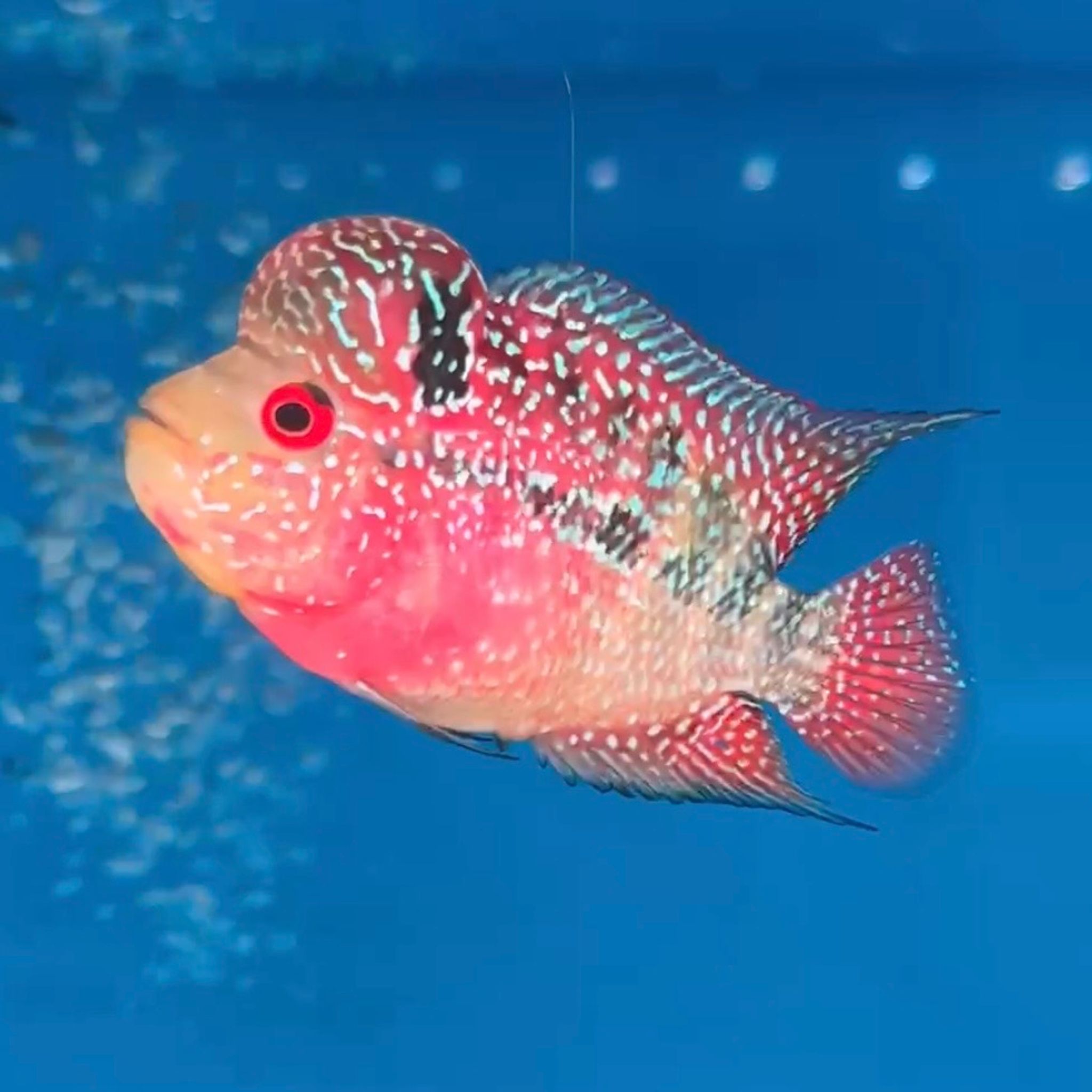 🇻🇳 Vietnam Red Kamfa (No.16)