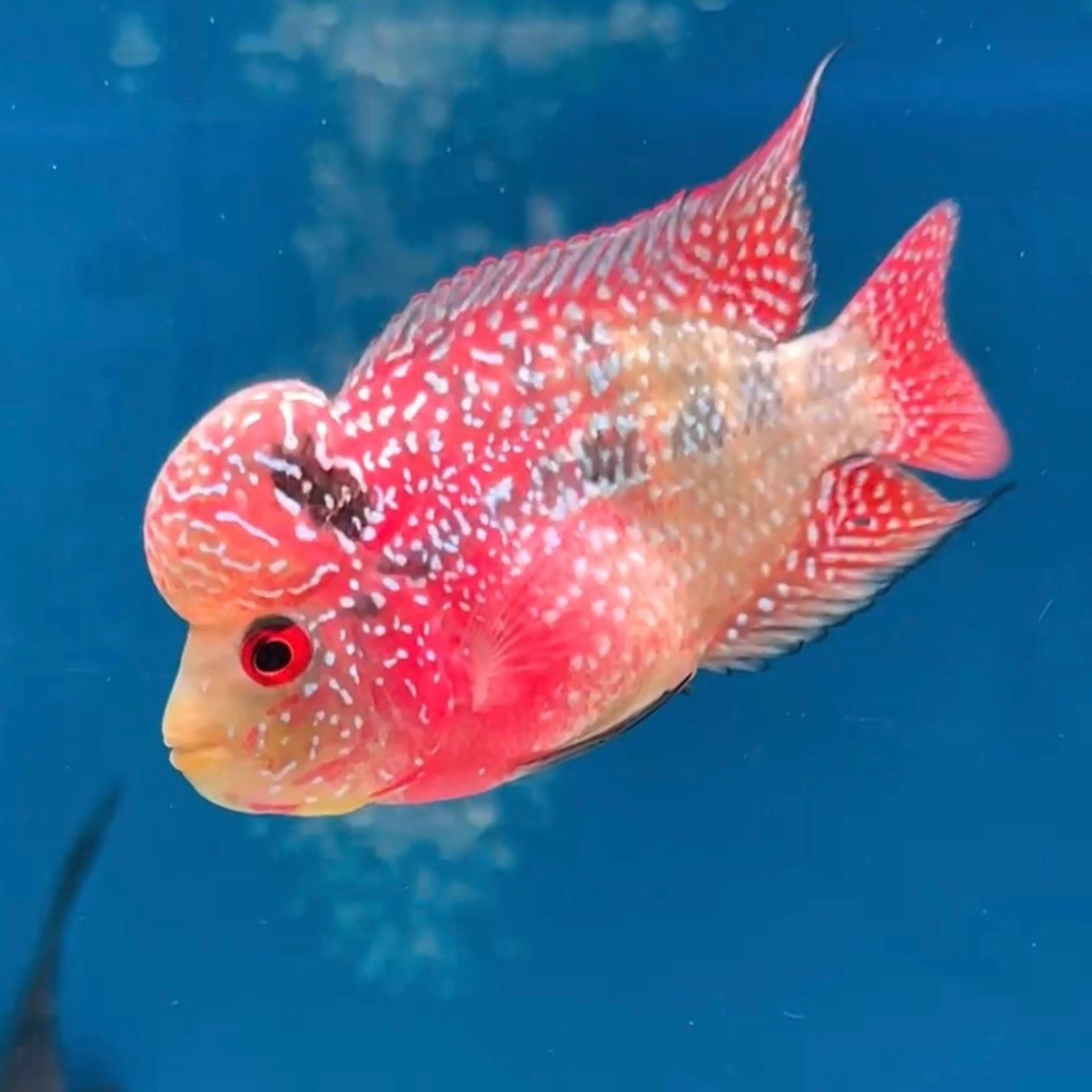 🇻🇳 Vietnam Red Kamfa (No.16)