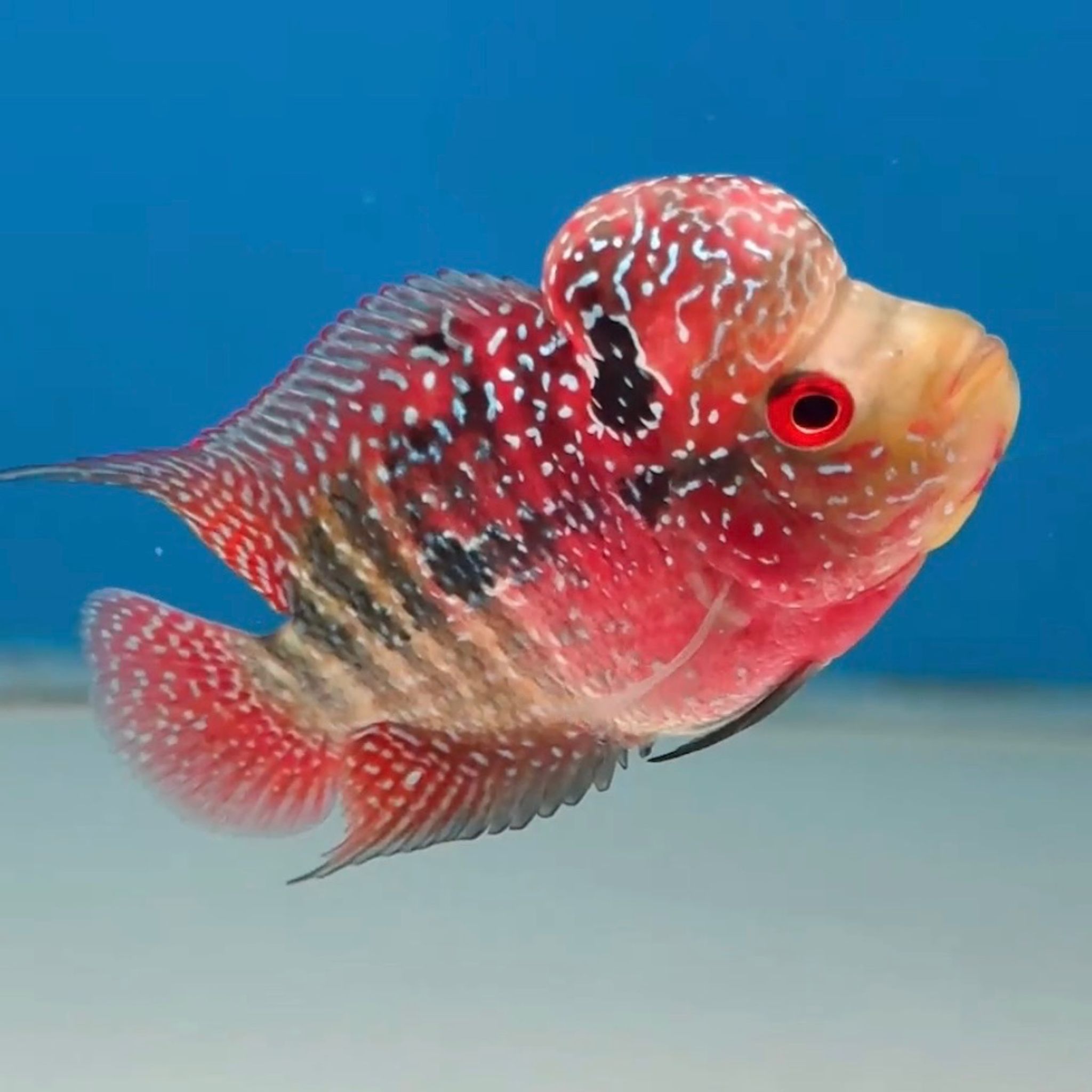 🇻🇳 Vietnam Red Kamfa (No.16)