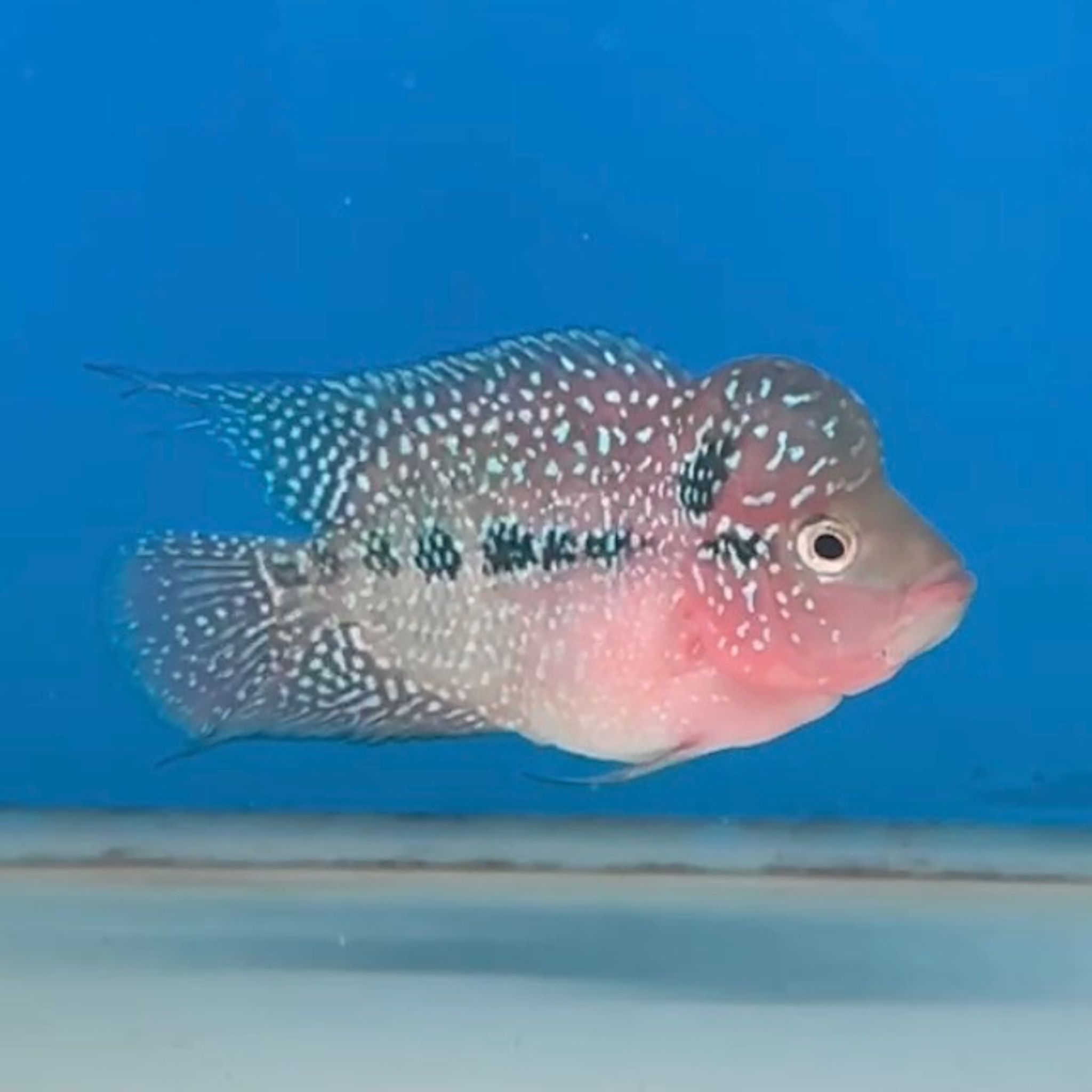 🇻🇳 Vietnam Red Kamfa (No.17)