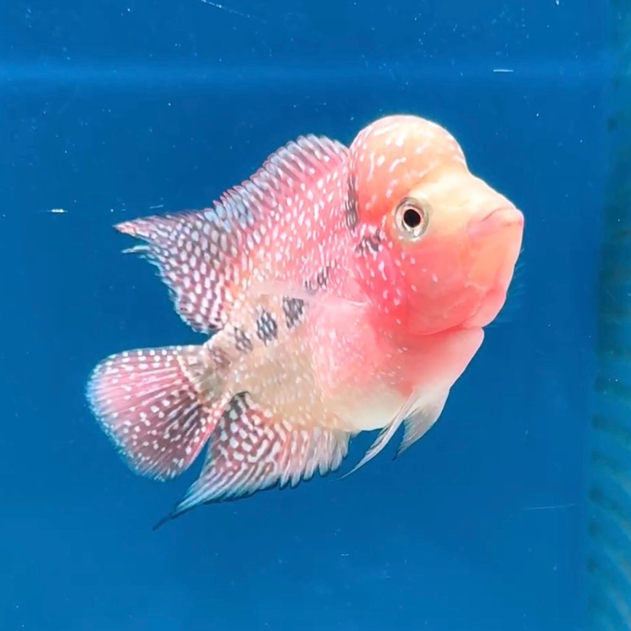 🇻🇳 Vietnam Red Kamfa (No.17)