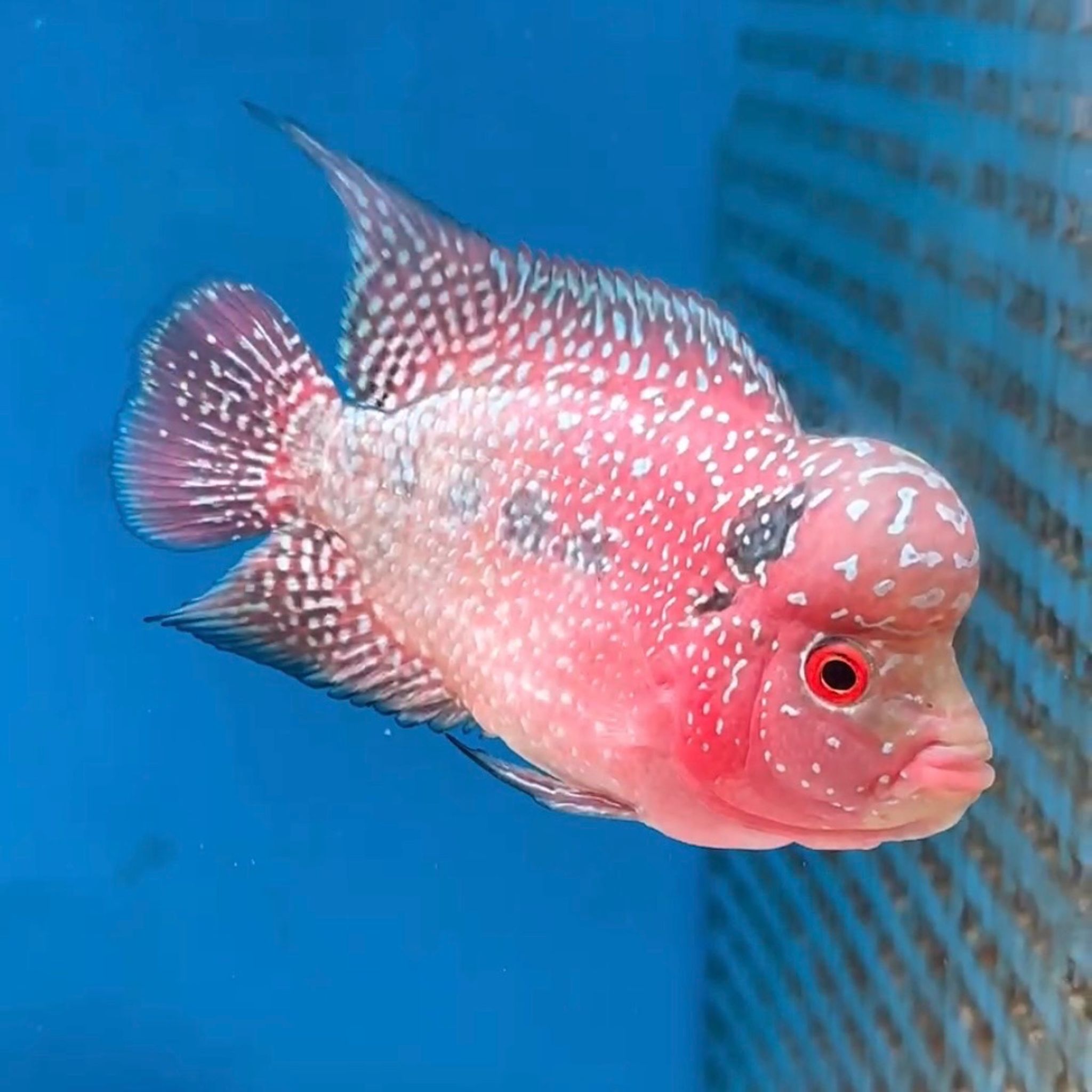 🇻🇳 Vietnam Red Kamfa (No.17)