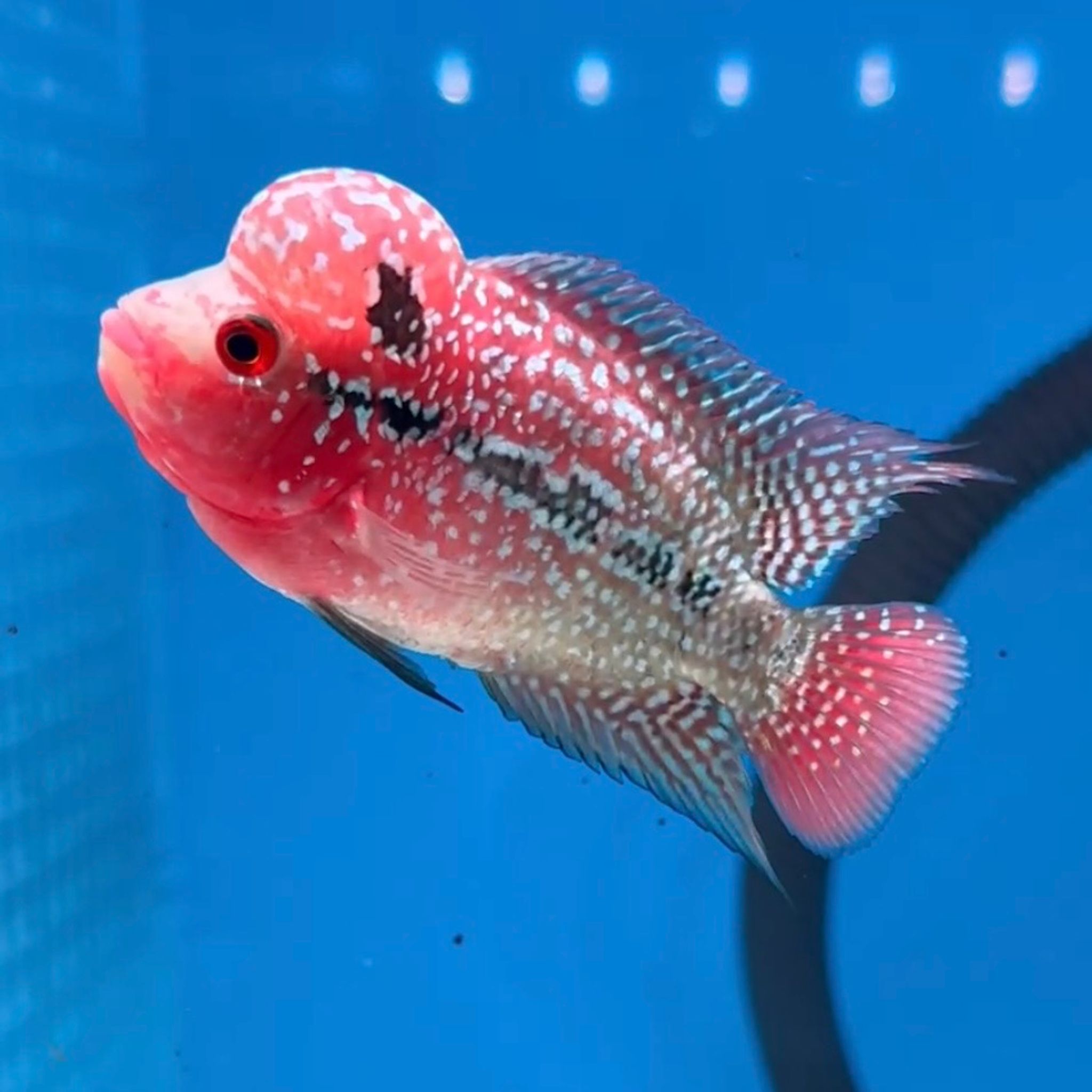 🇻🇳 Vietnam Red Kamfa (No.18)