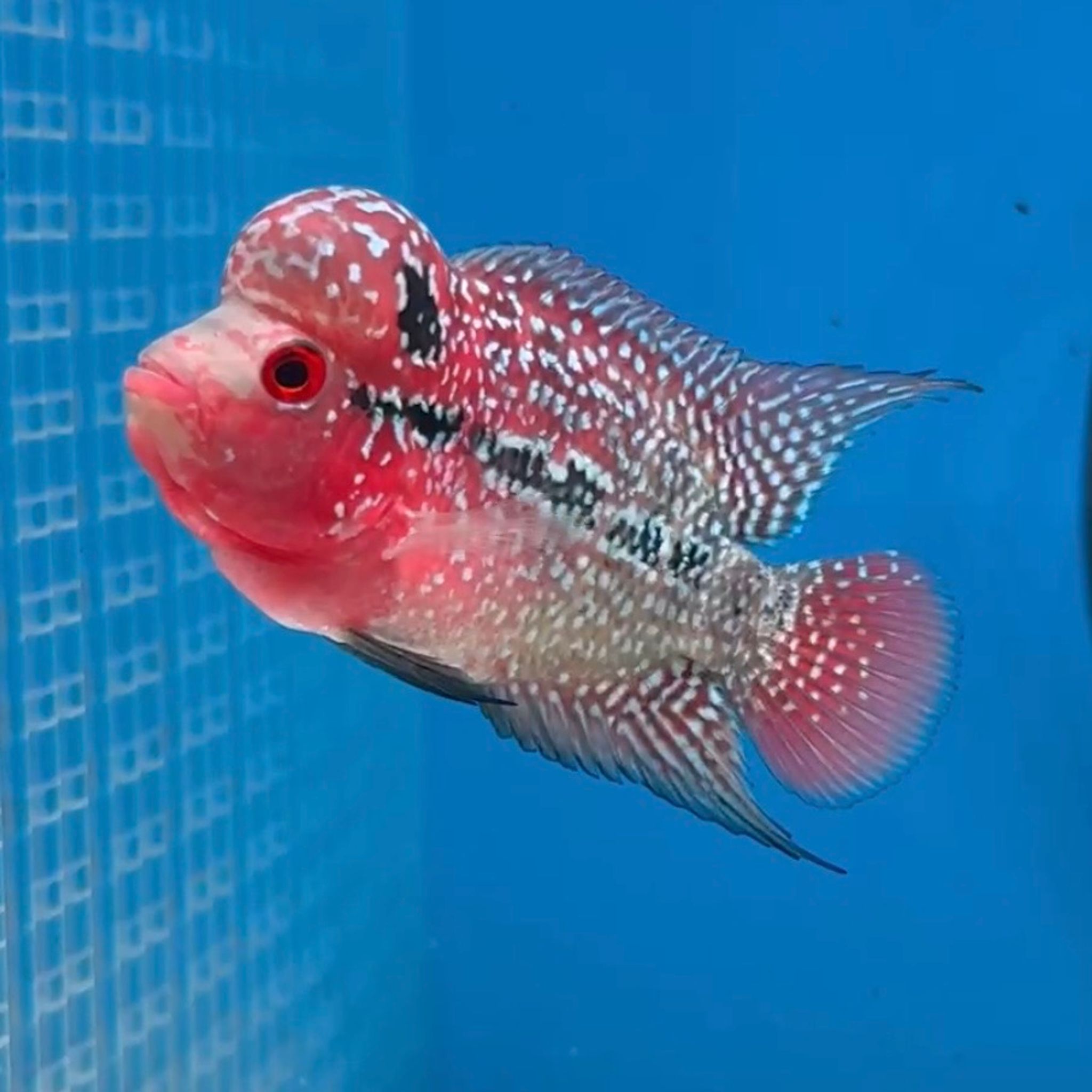 🇻🇳 Vietnam Red Kamfa (No.18)