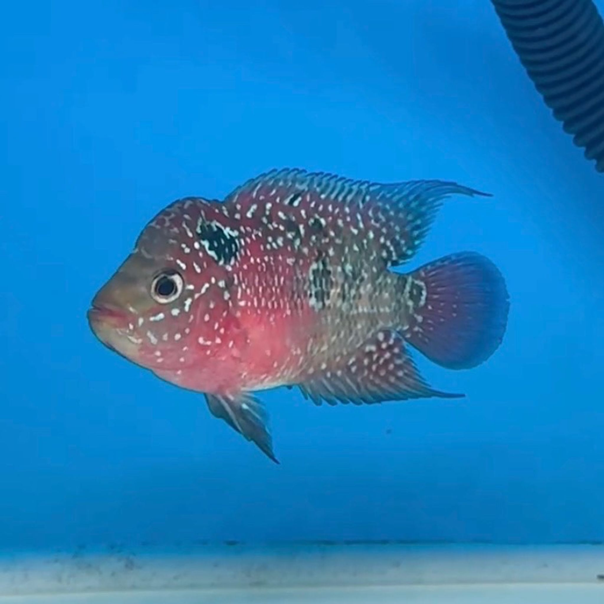 🇻🇳 Vietnam Red Kamfa (No.18)