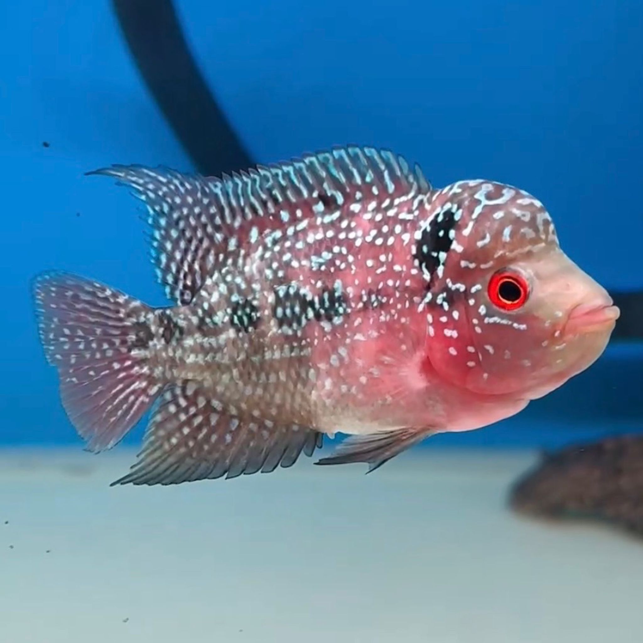 🇻🇳 Vietnam Red Kamfa (No.18)