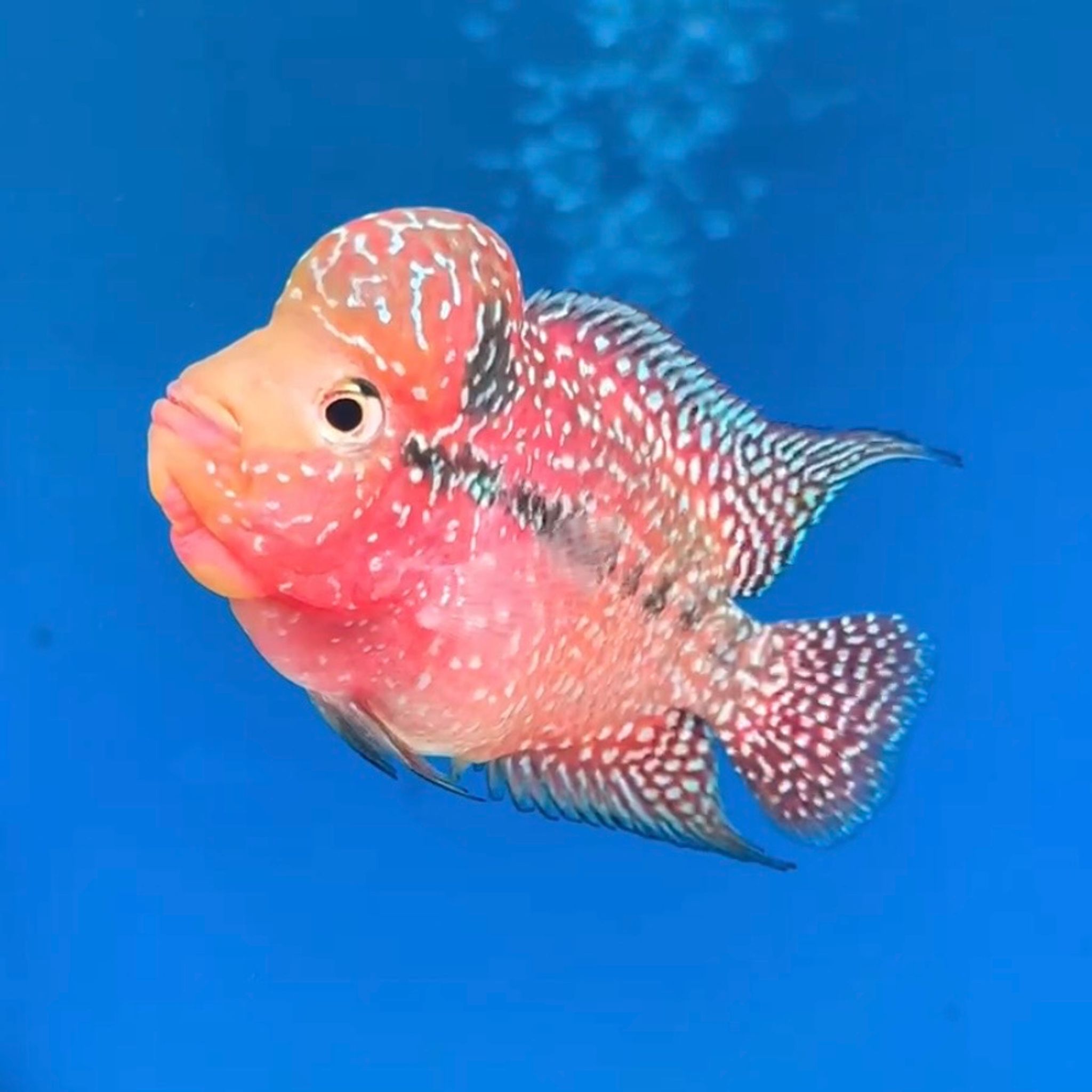🇻🇳 Vietnam Red Kamfa (No.19)