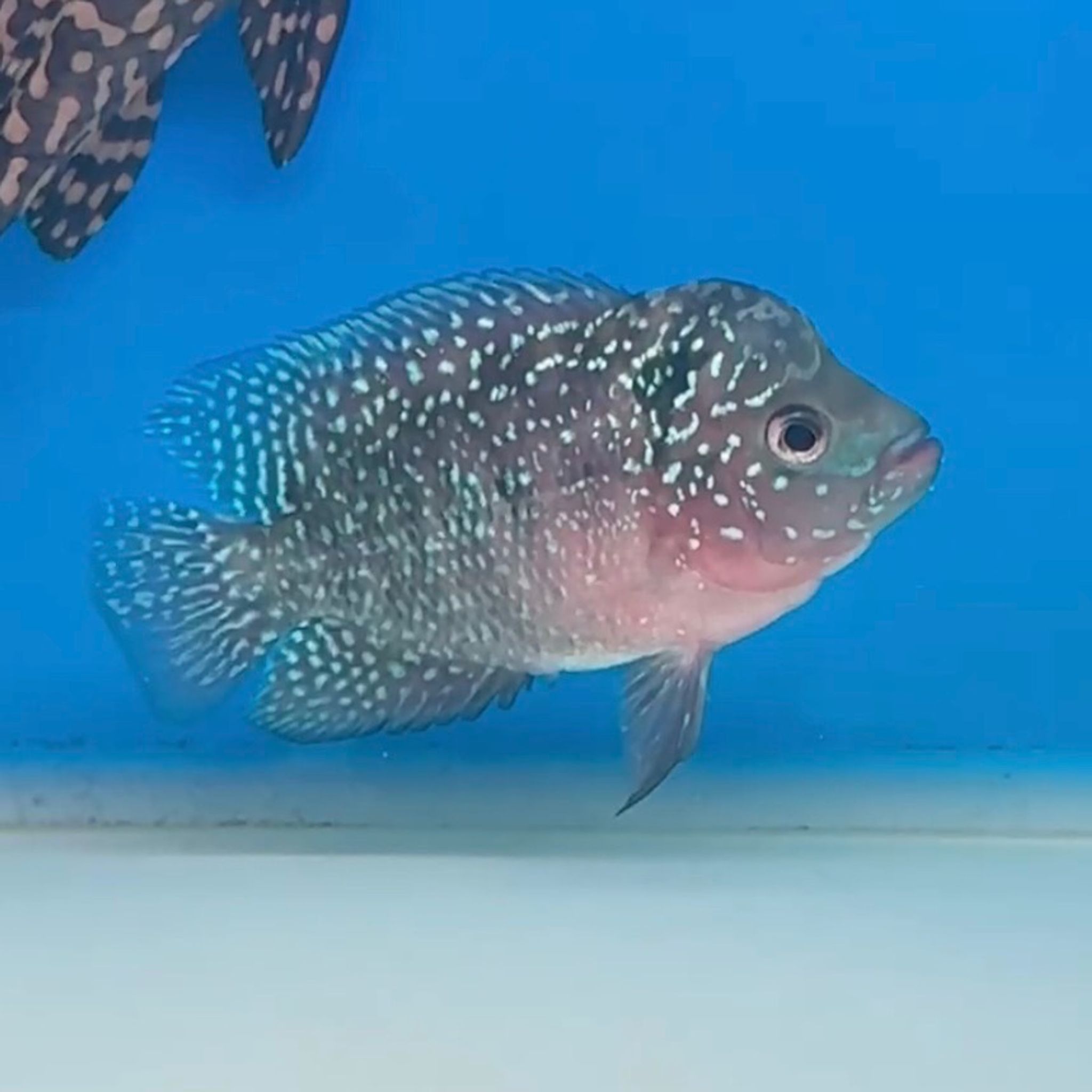 🇻🇳 Vietnam Red Kamfa (No.19)