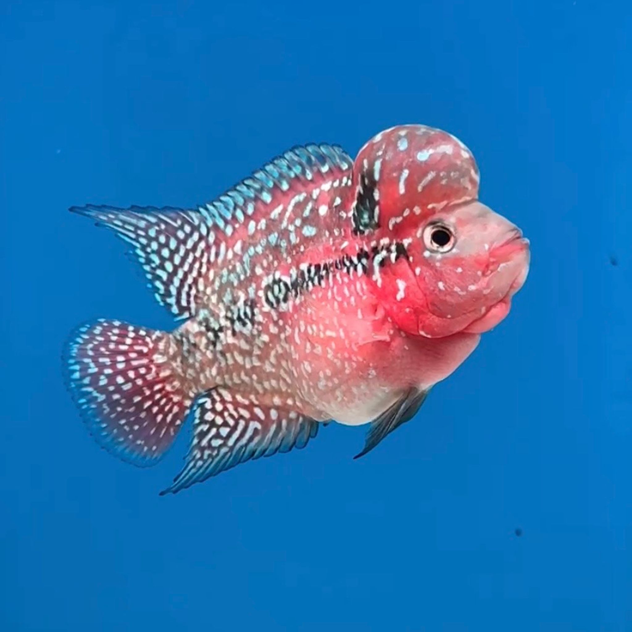🇻🇳 Vietnam Red Kamfa (No.20)
