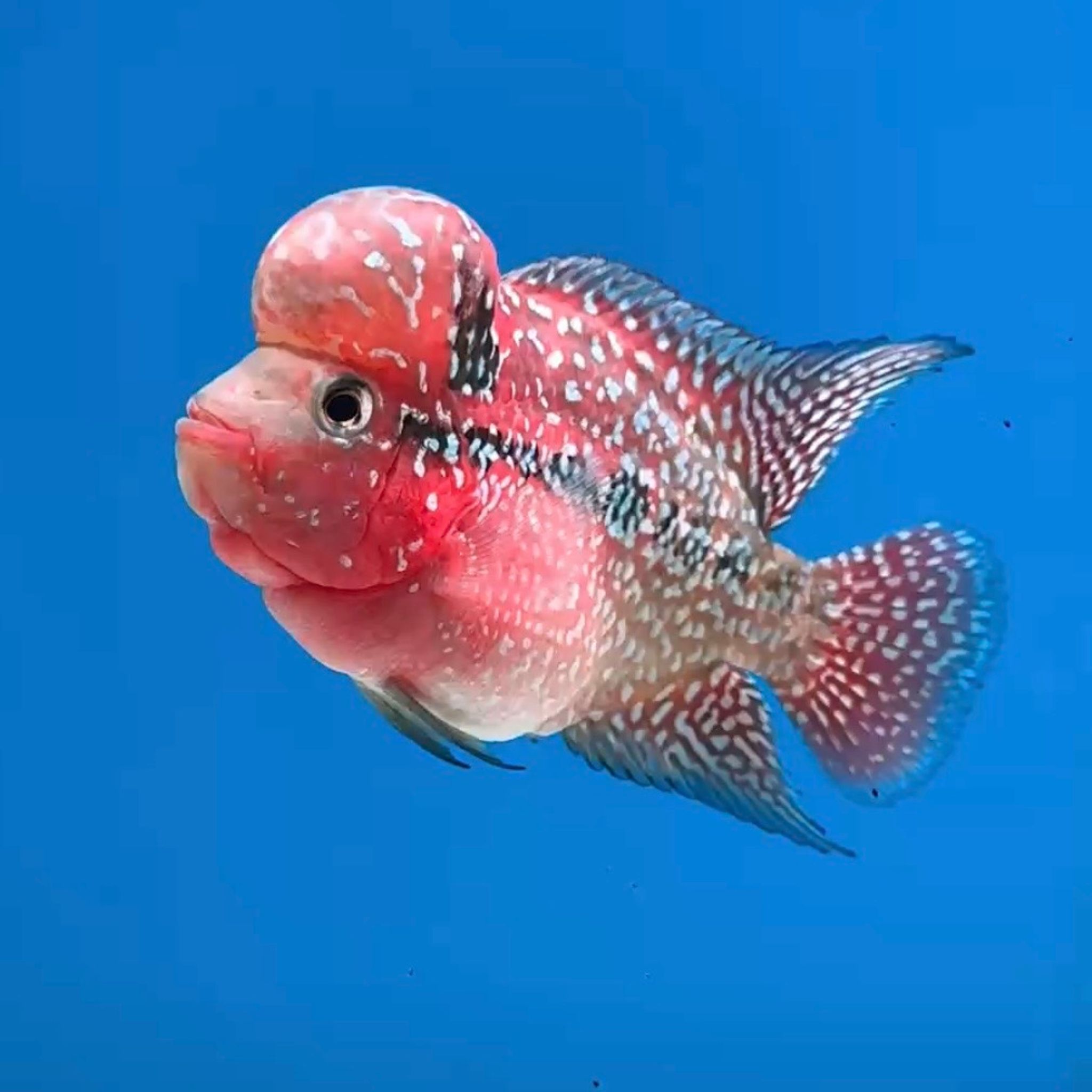 🇻🇳 Vietnam Red Kamfa (No.20)