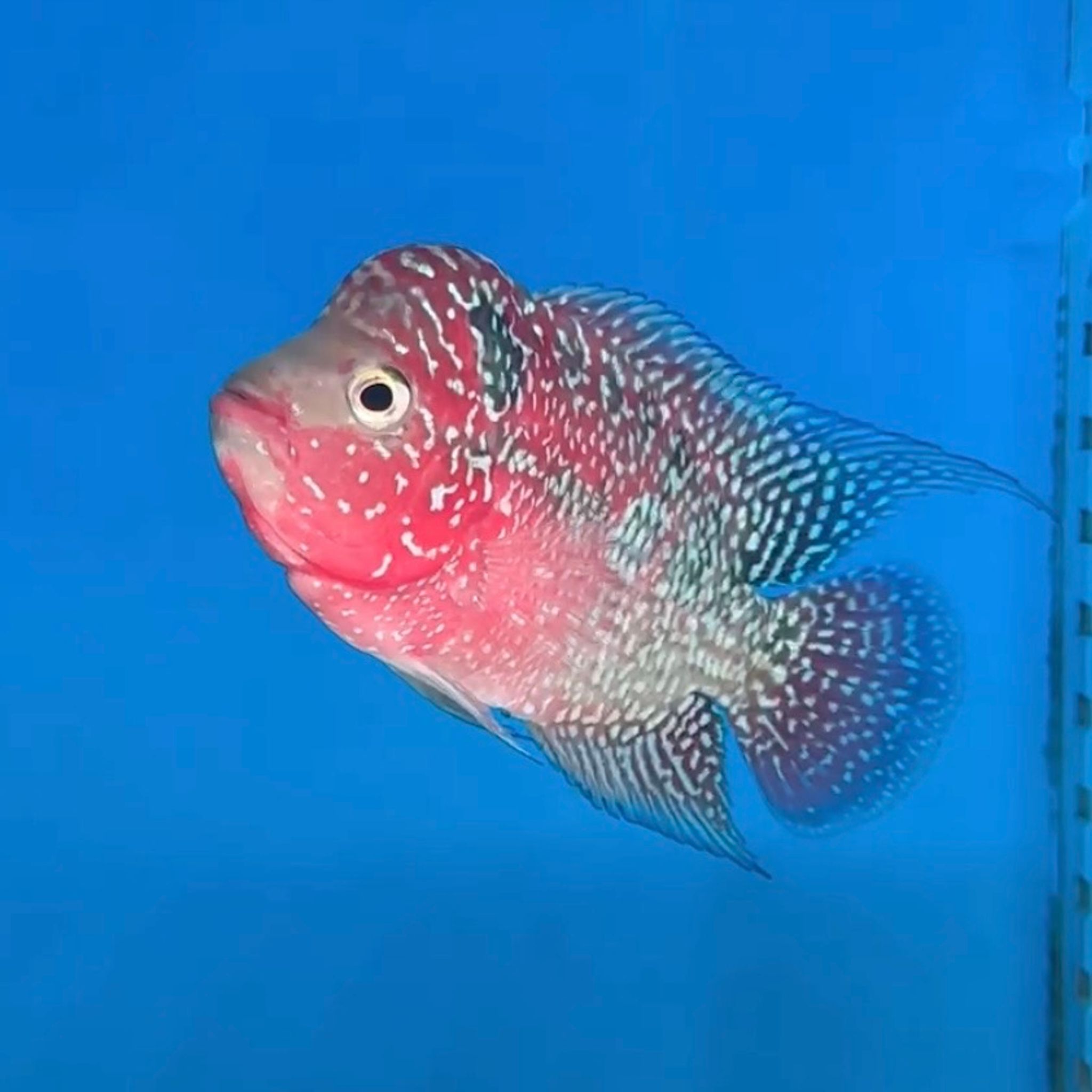 🇻🇳 Vietnam Red Kamfa (No.20)