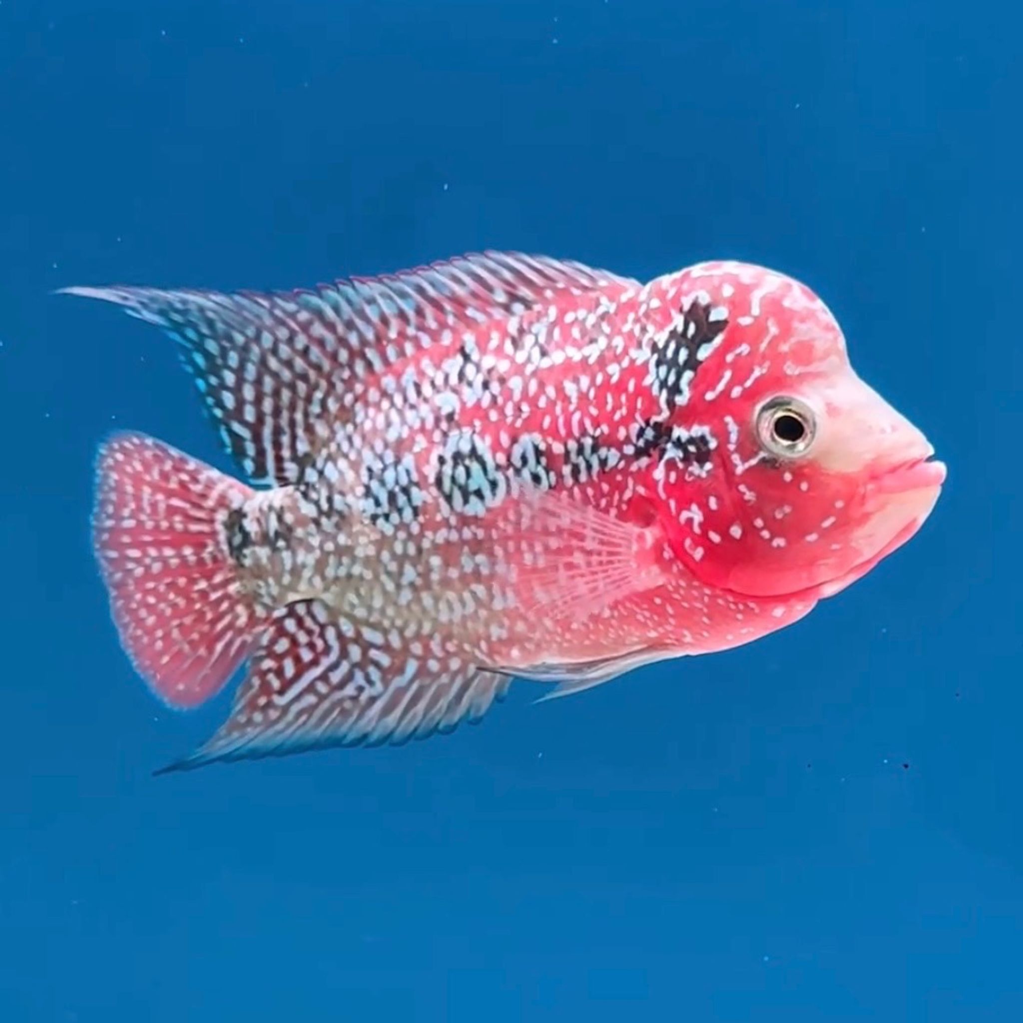 🇻🇳 Vietnam Red Kamfa (No.20)