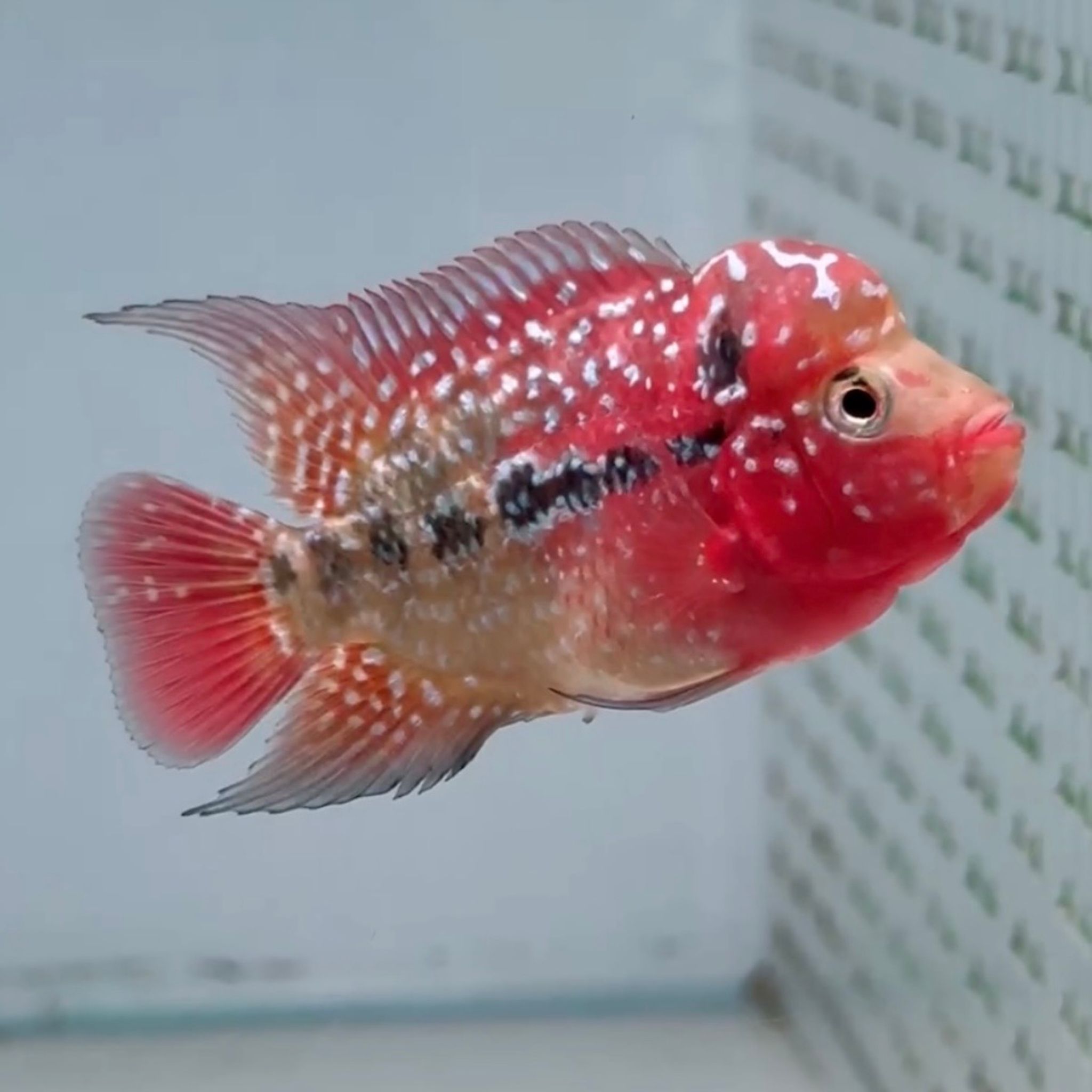 🇻🇳 Vietnam Red Kamfa (No.21)