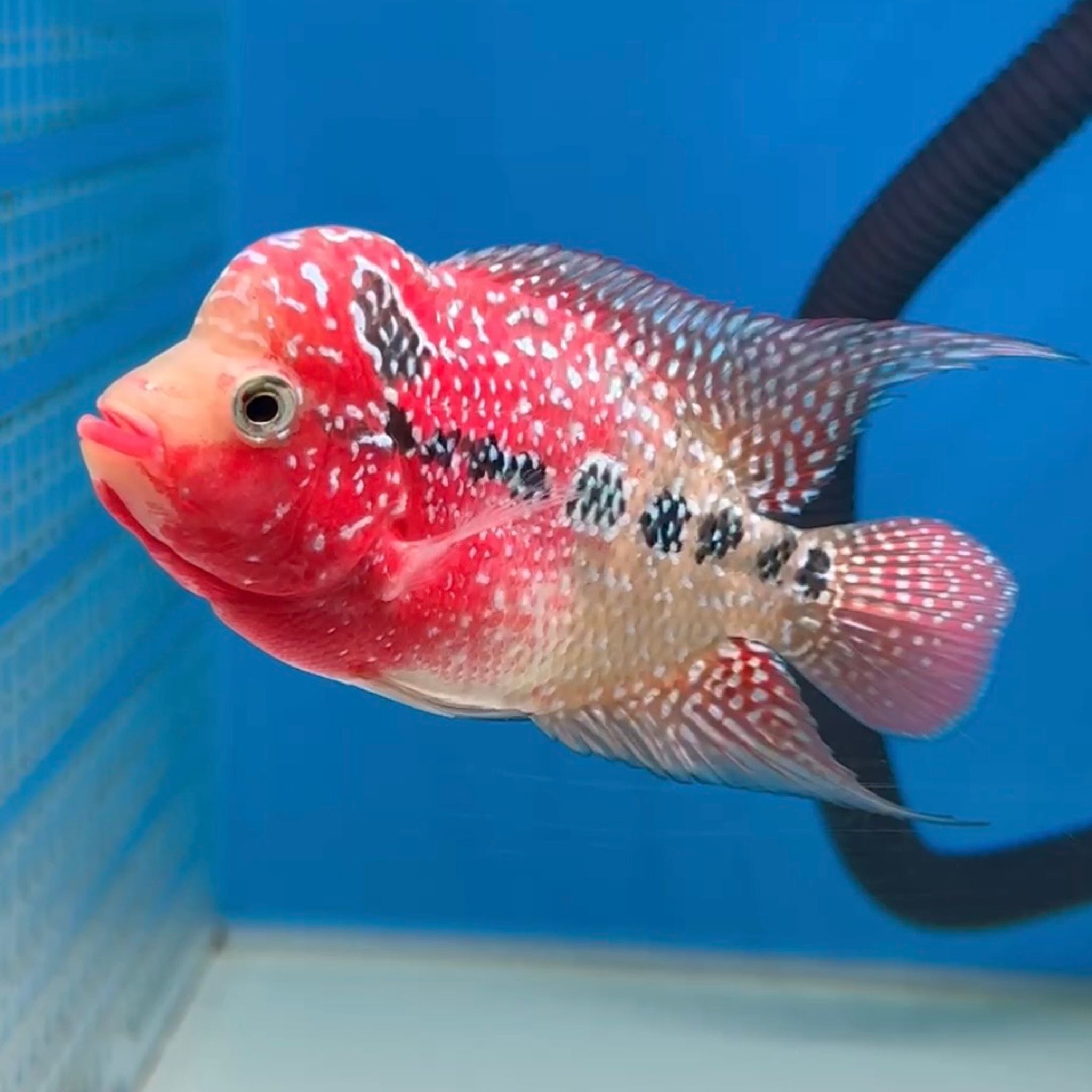 🇻🇳 Vietnam Red Kamfa (No.21)