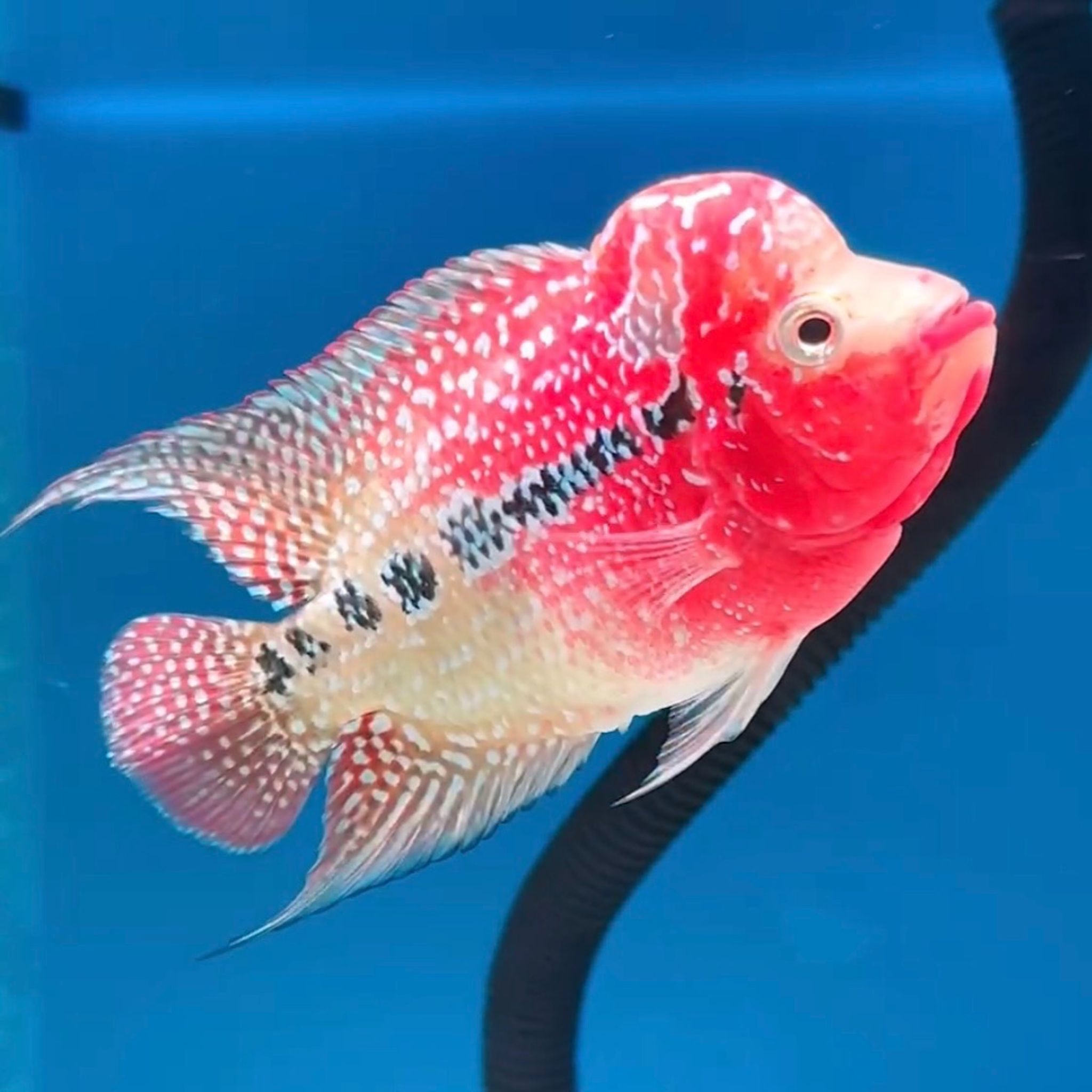 🇻🇳 Vietnam Red Kamfa (No.21)