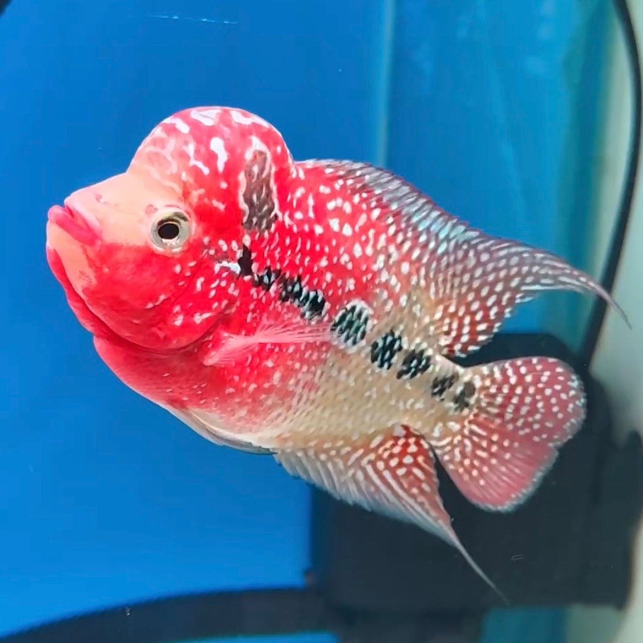 🇻🇳 Vietnam Red Kamfa (No.21)