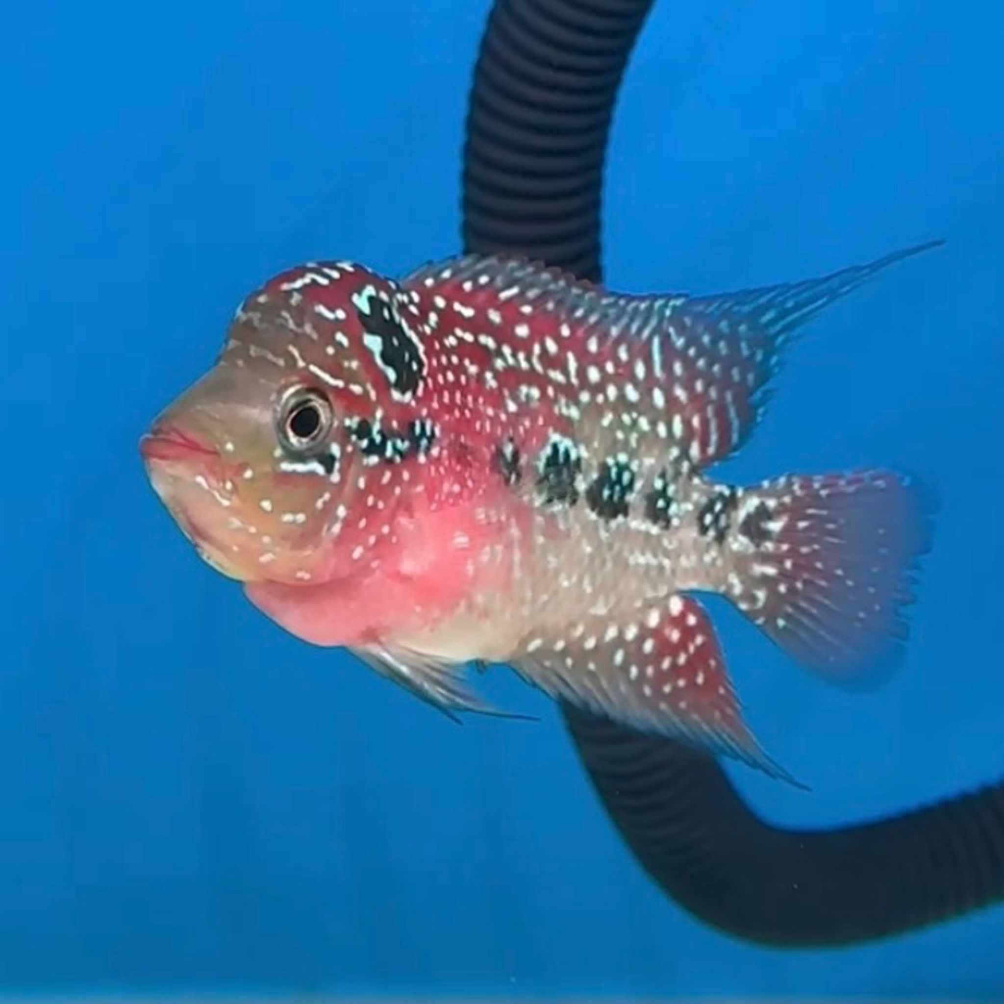 🇻🇳 Vietnam Red Kamfa (No.21)