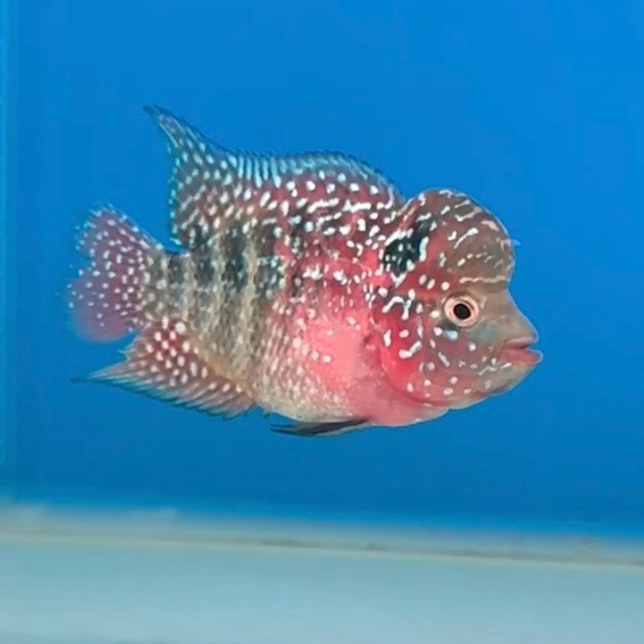 🇻🇳 Vietnam Red Kamfa (No.22)