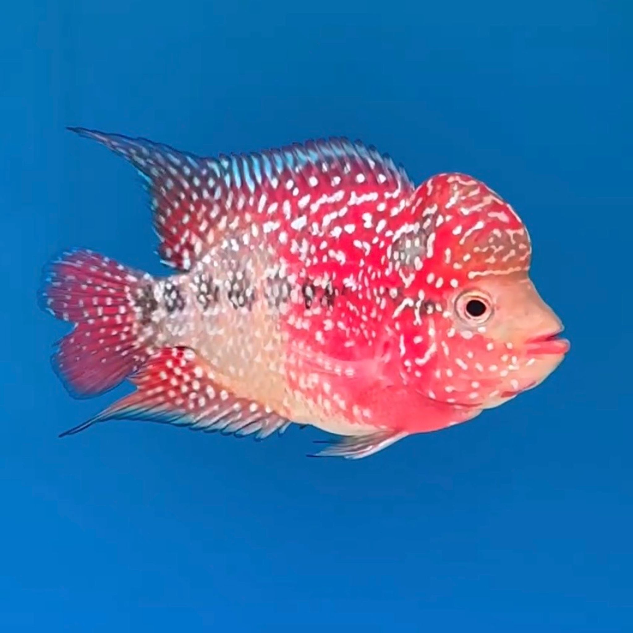 🇻🇳 Vietnam Red Kamfa (No.22)
